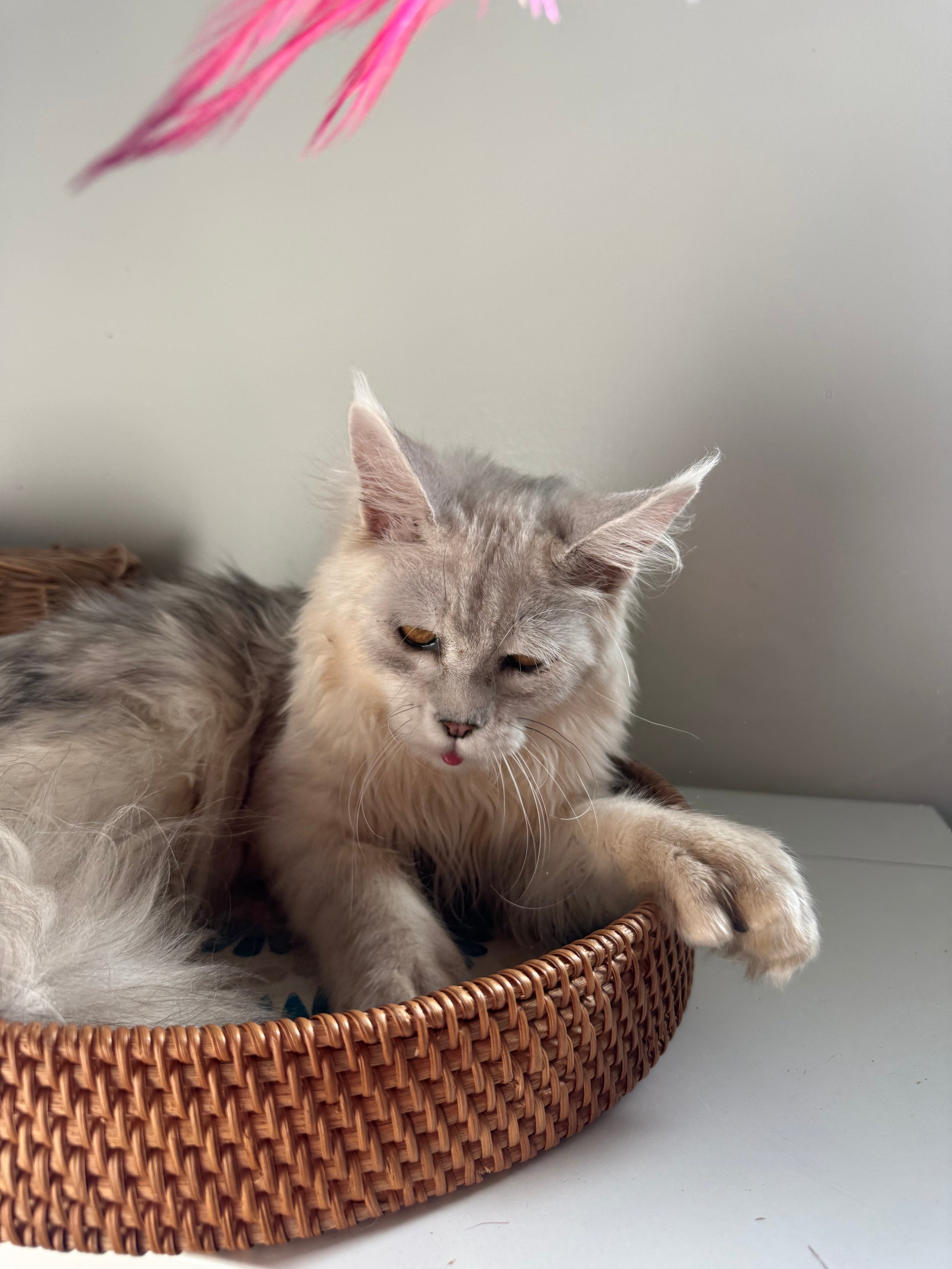 Black Silver Shaded Maine Coon Polydactyl male / Located in Ottawa area