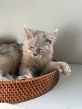 Load image into Gallery viewer, Black Silver Shaded Maine Coon Polydactyl male / Located in Ottawa area
