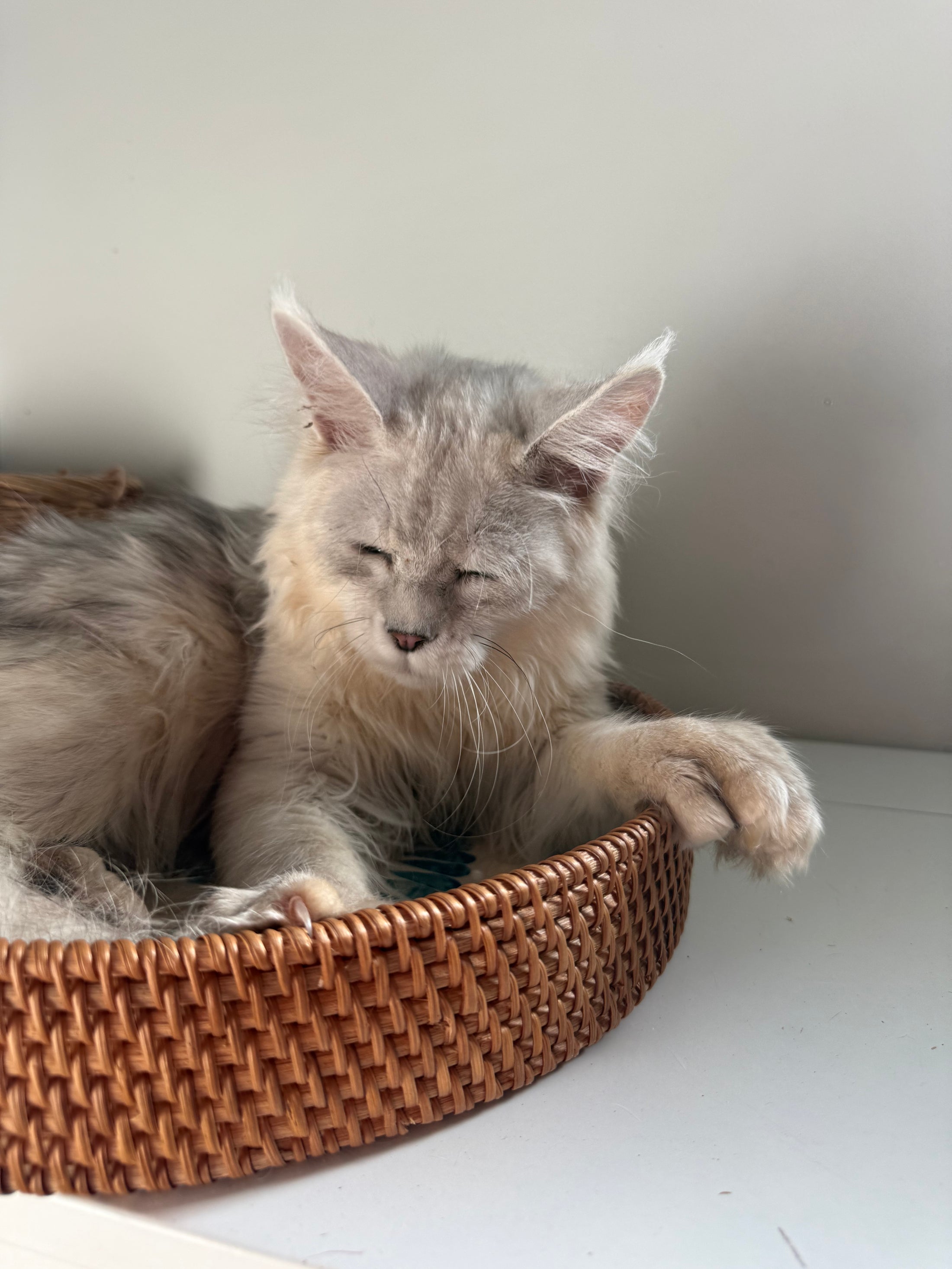 Black Silver Shaded Maine Coon Polydactyl male / Located in Ottawa area