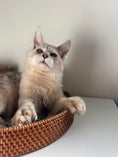 Load image into Gallery viewer, Black Silver Shaded Maine Coon Polydactyl male / Located in Ottawa area
