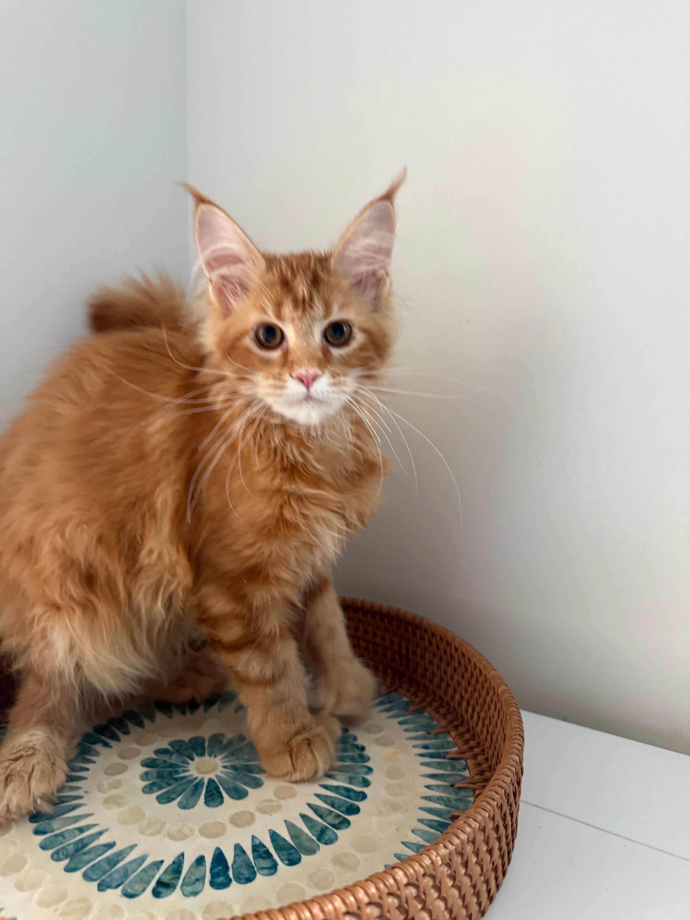 Red Maine Coon polydactyl female / Located in Ottawa area