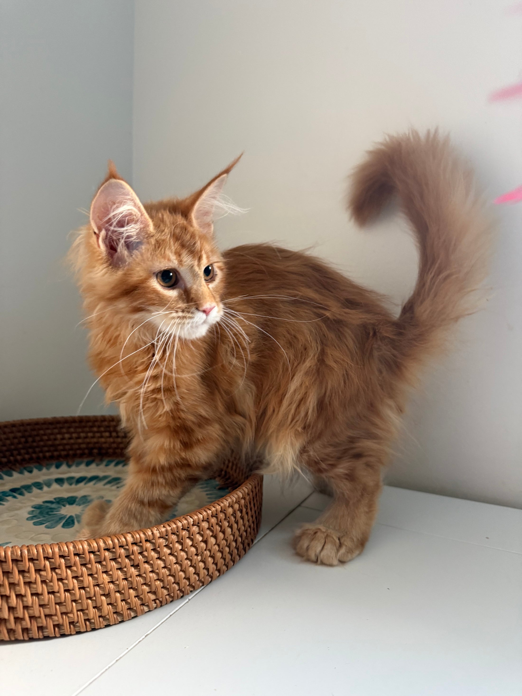 Red Maine Coon polydactyl female / Located in Ottawa area