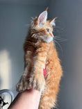 Load image into Gallery viewer, Red Maine Coon polydactyl female / Located in Ottawa area
