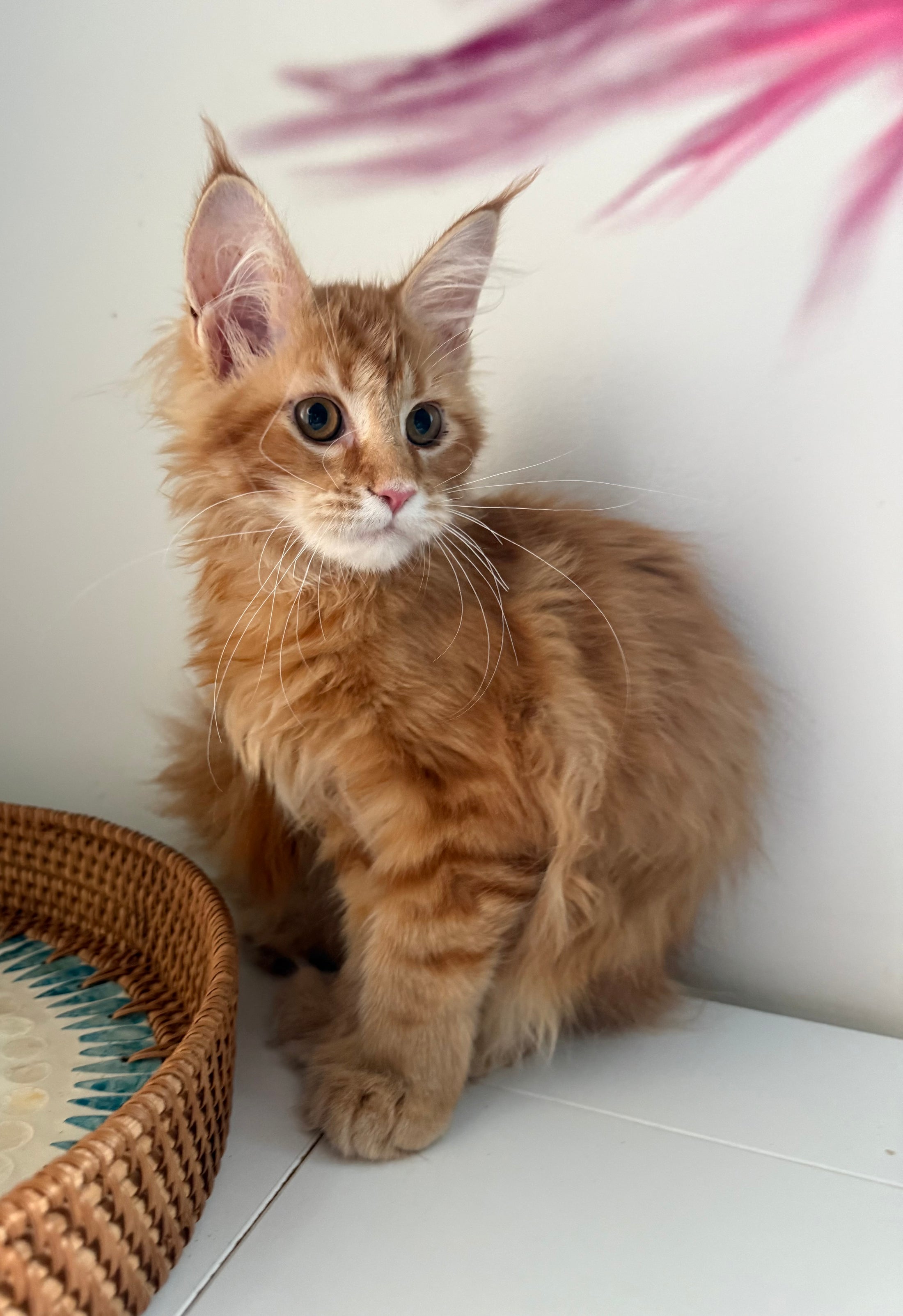 Red Maine Coon polydactyl female / Located in Ottawa area