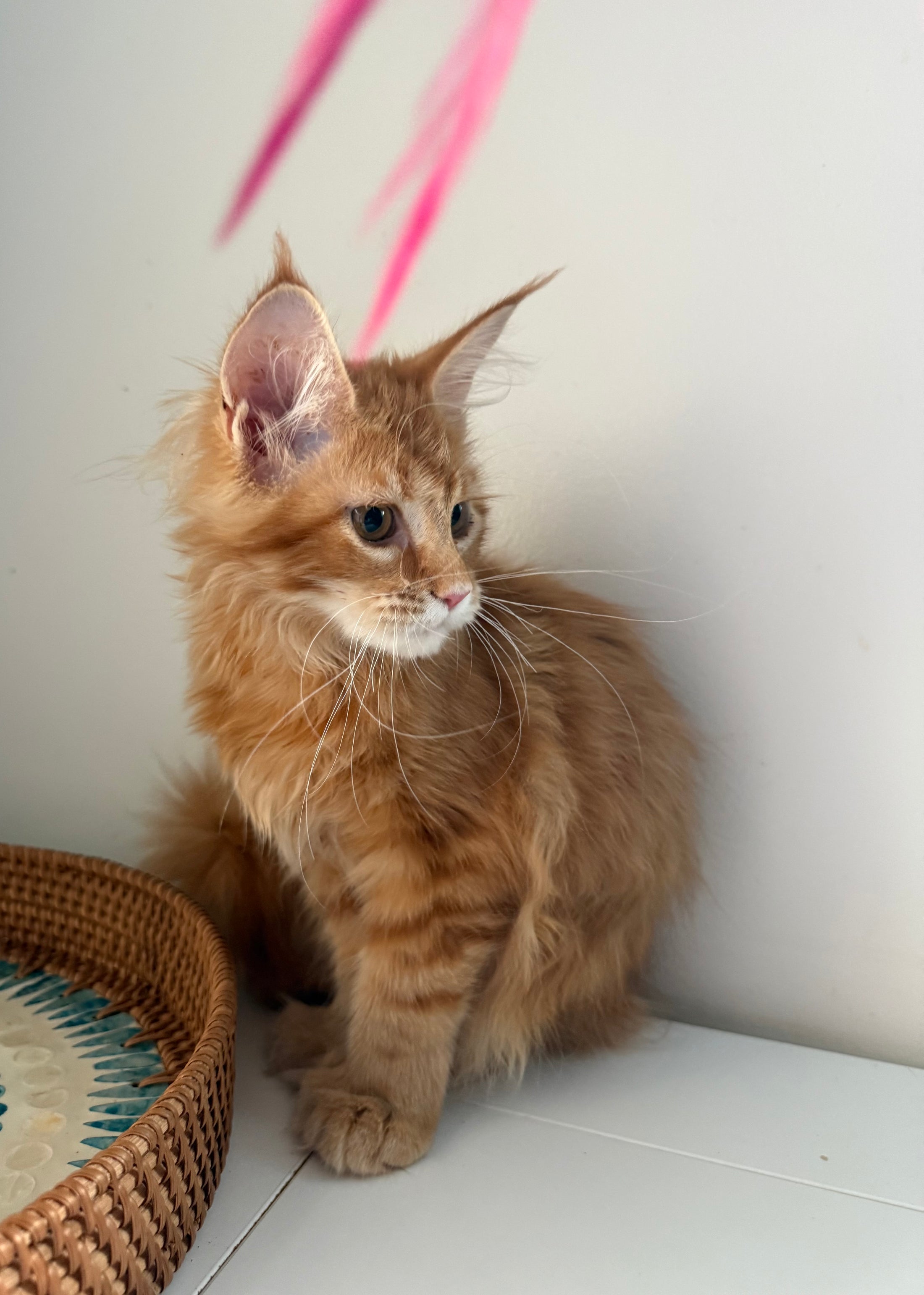 Red Maine Coon polydactyl female / Located in Ottawa area