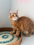 Load image into Gallery viewer, Red Maine Coon polydactyl female / Located in Ottawa area
