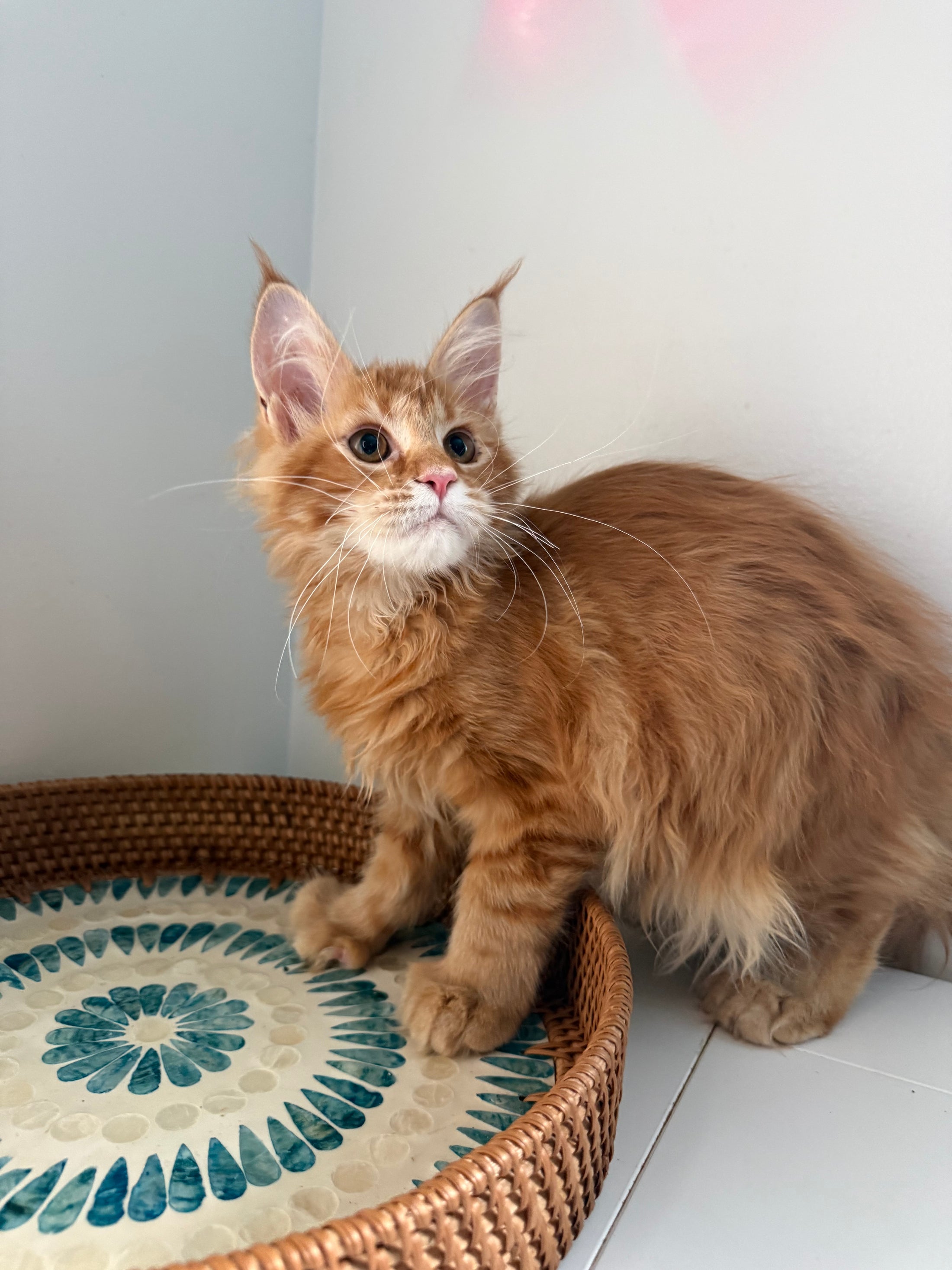 Red Maine Coon polydactyl female / Located in Ottawa area