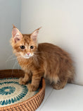 Load image into Gallery viewer, Red Maine Coon polydactyl female / Located in Ottawa area
