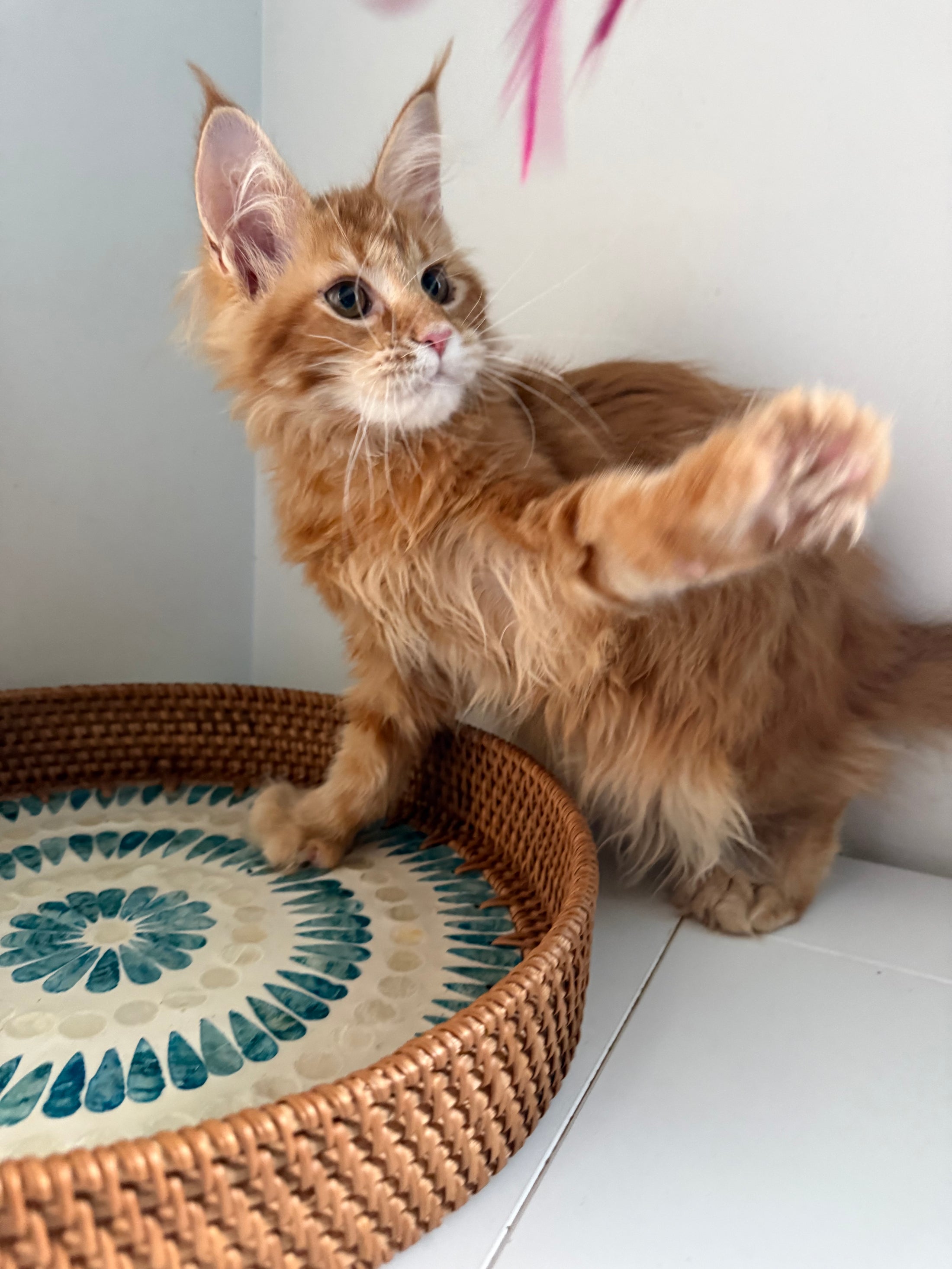 Red Maine Coon polydactyl female / Located in Ottawa area