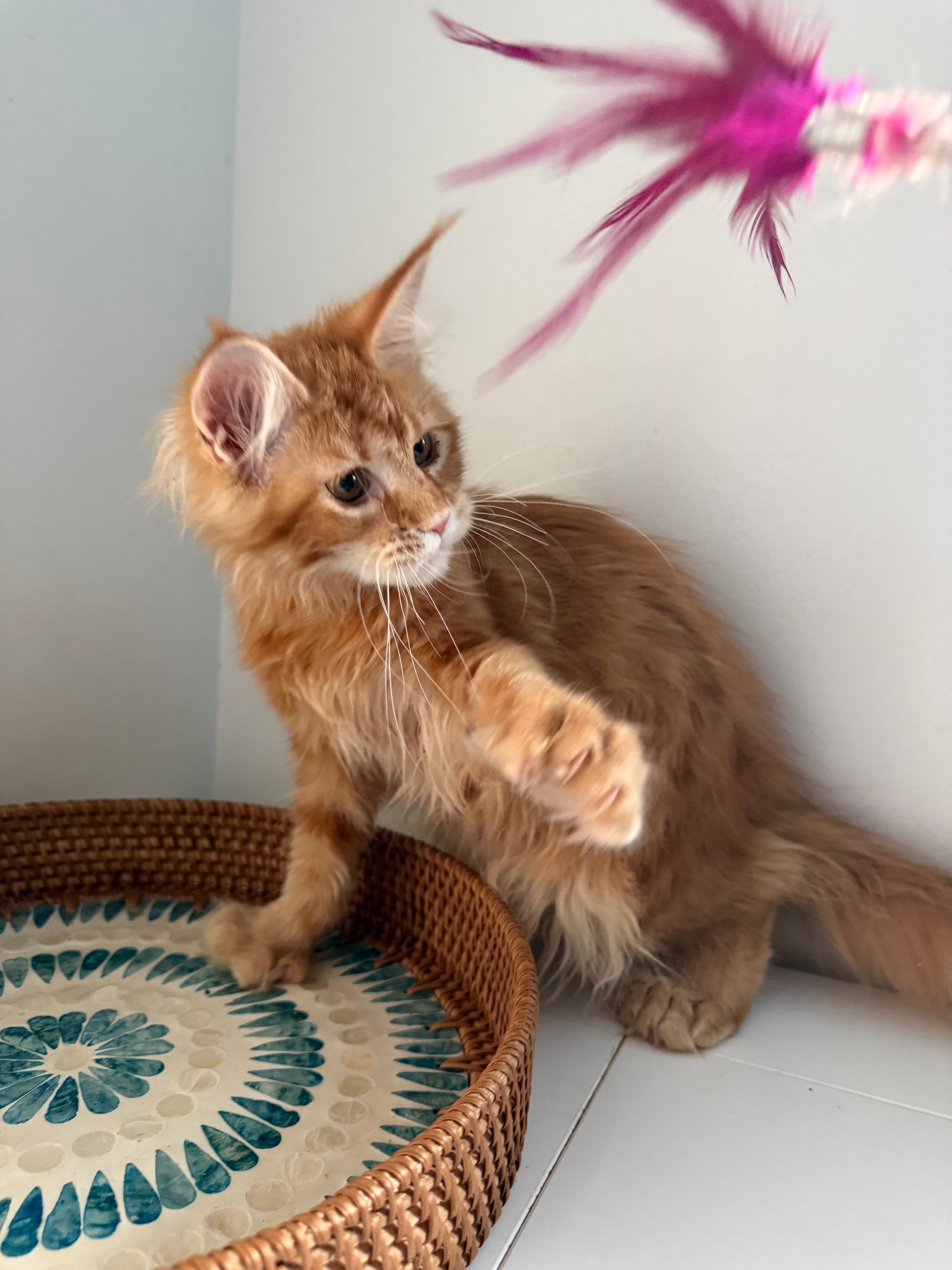 Red Maine Coon polydactyl female / Located in Ottawa area