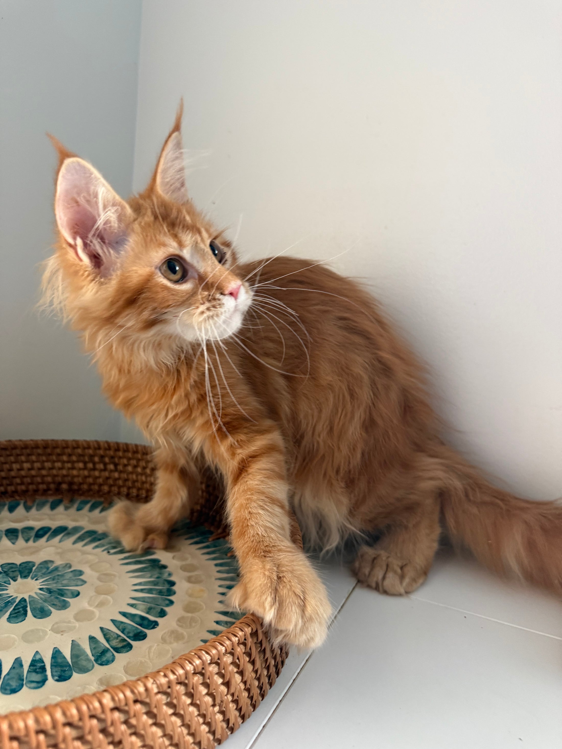 Red Maine Coon polydactyl female / Located in Ottawa area