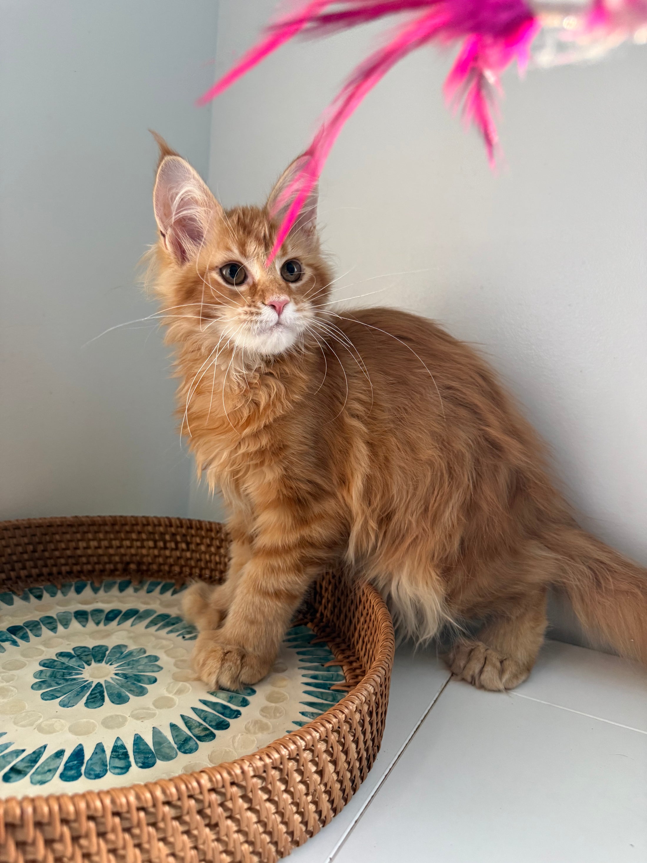 Red Maine Coon polydactyl female / Located in Ottawa area