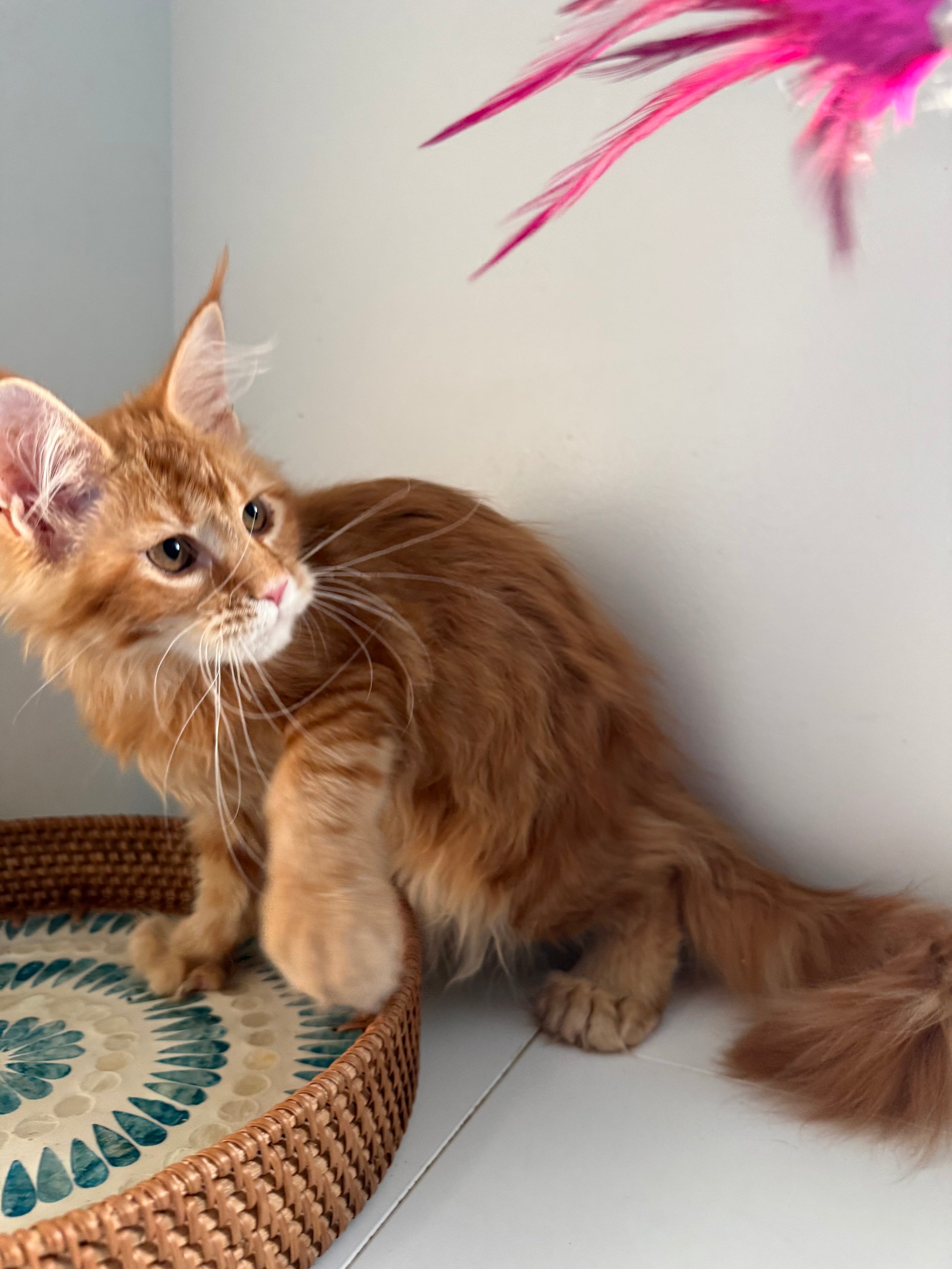 Red Maine Coon polydactyl female / Located in Ottawa area