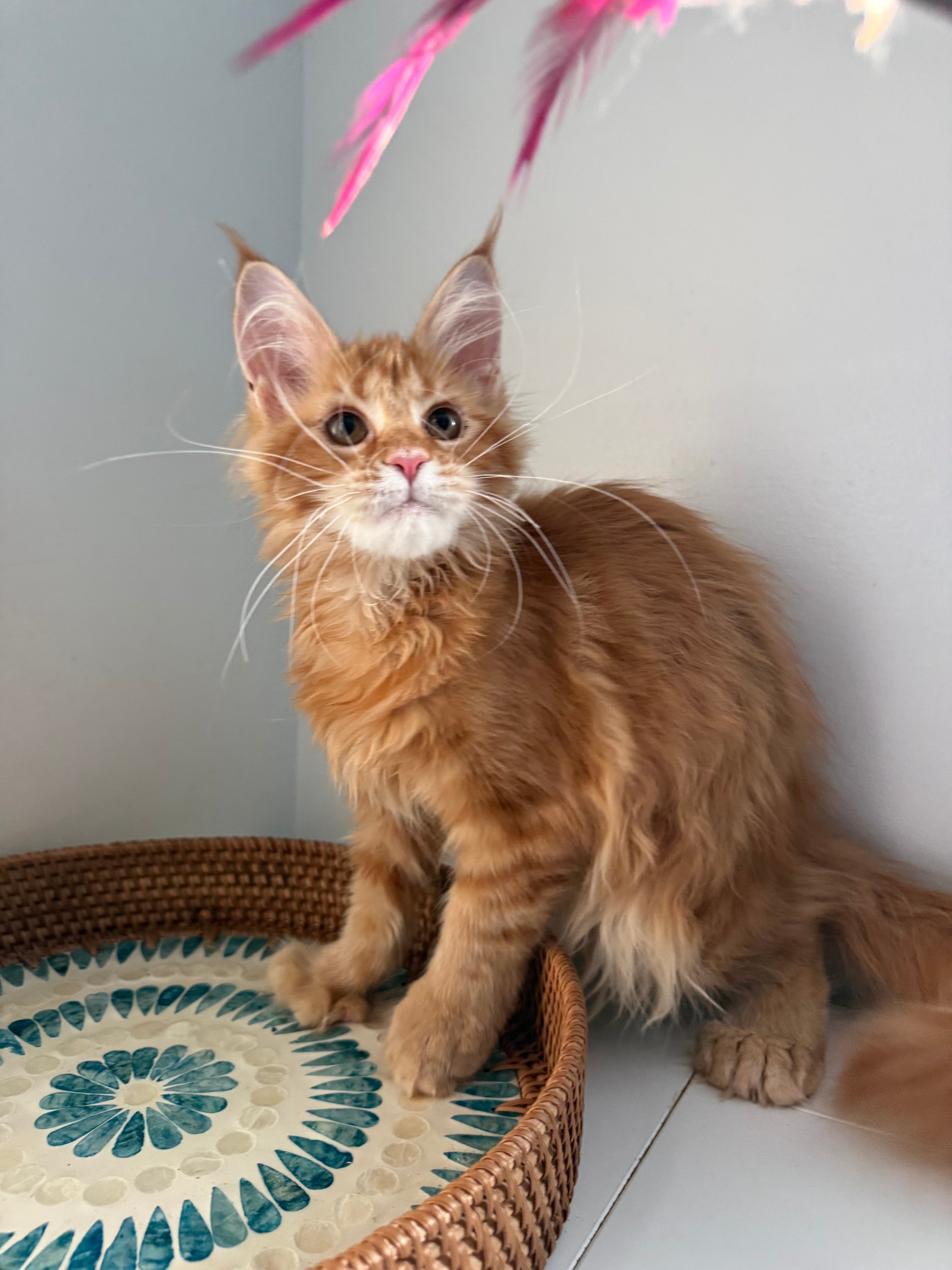 Red Maine Coon polydactyl female / Located in Ottawa area