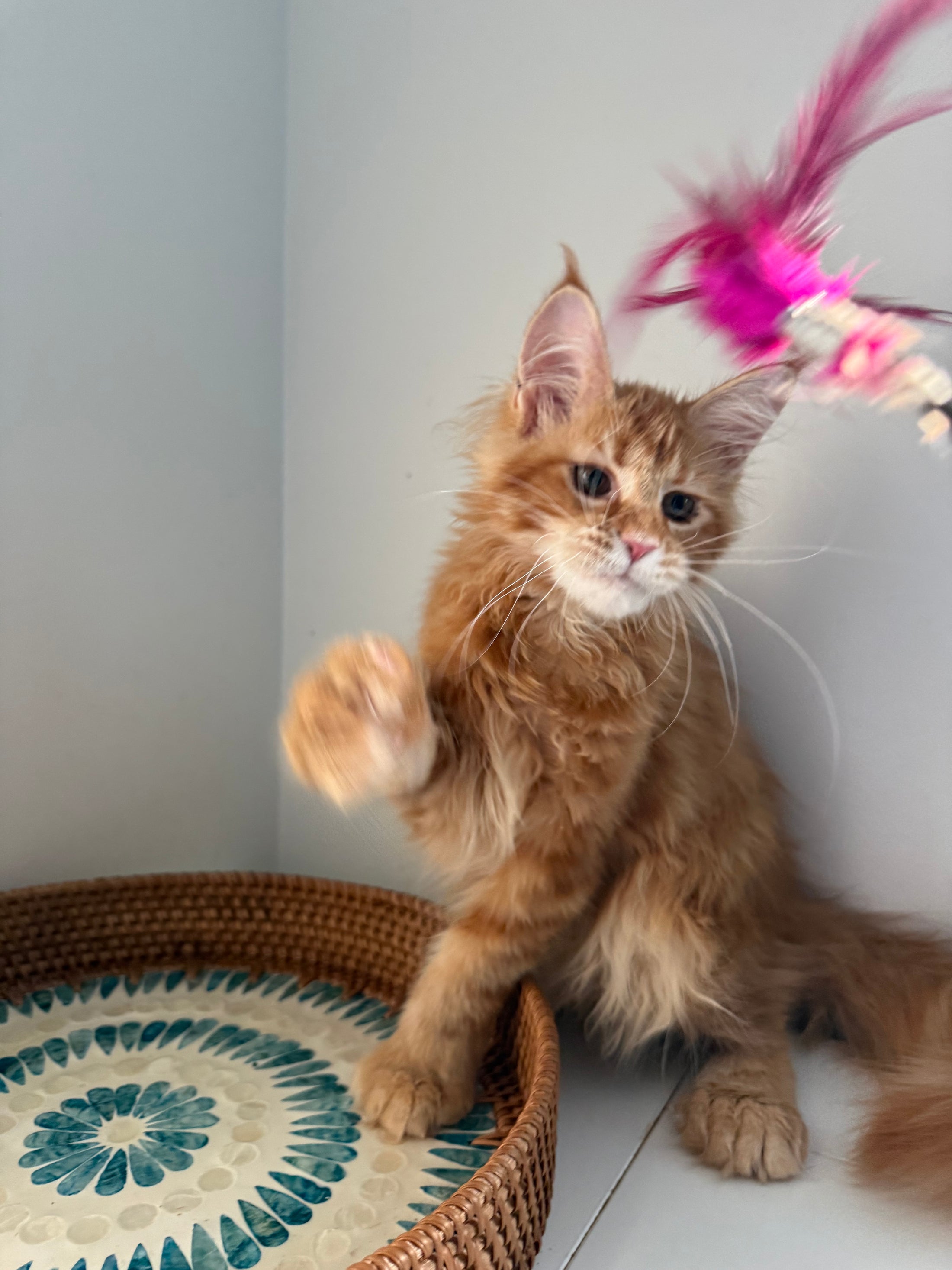 Red Maine Coon polydactyl female / Located in Ottawa area