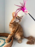 Load image into Gallery viewer, Red Maine Coon polydactyl female / Located in Ottawa area
