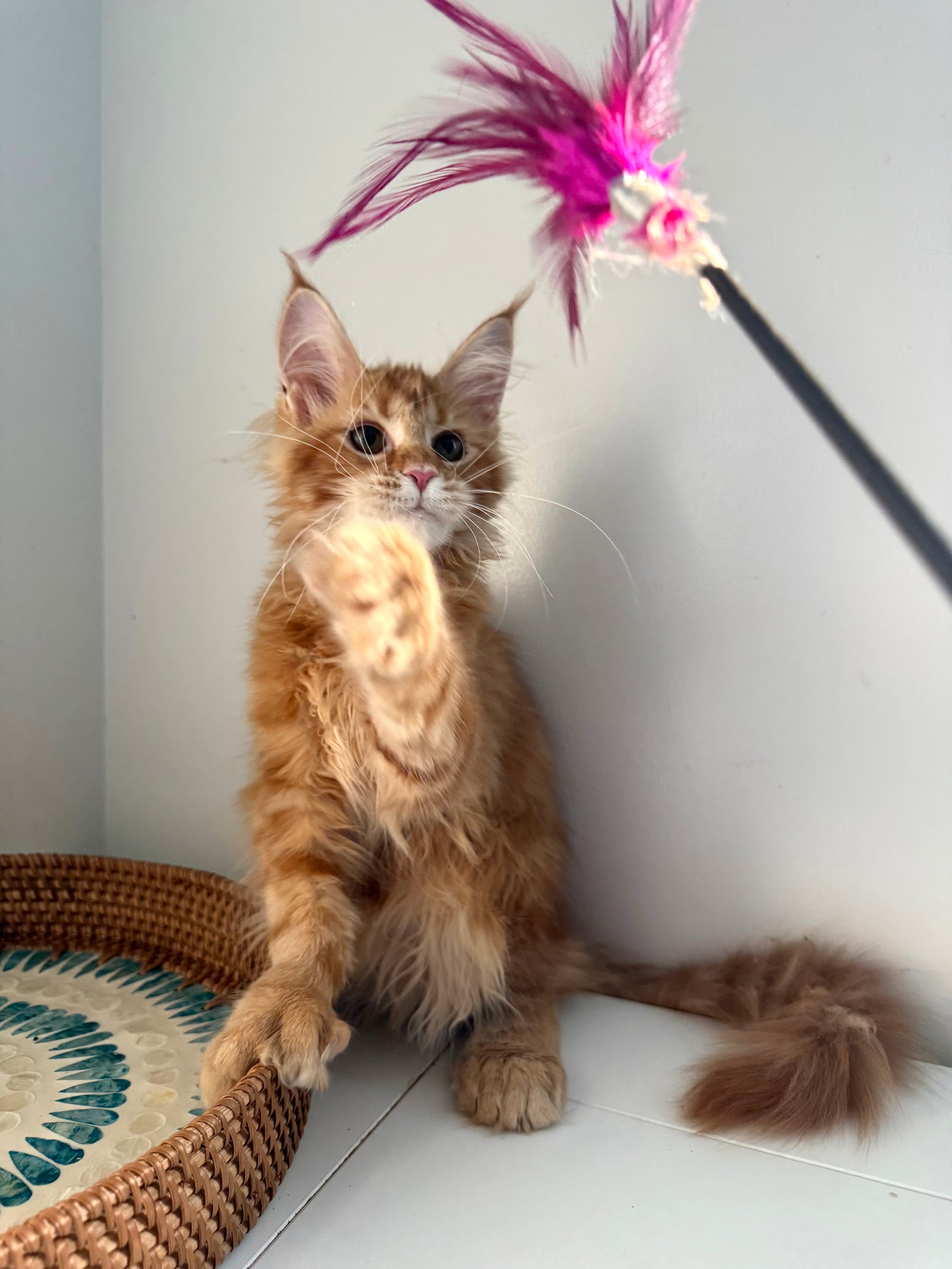 Red Maine Coon polydactyl female / Located in Ottawa area