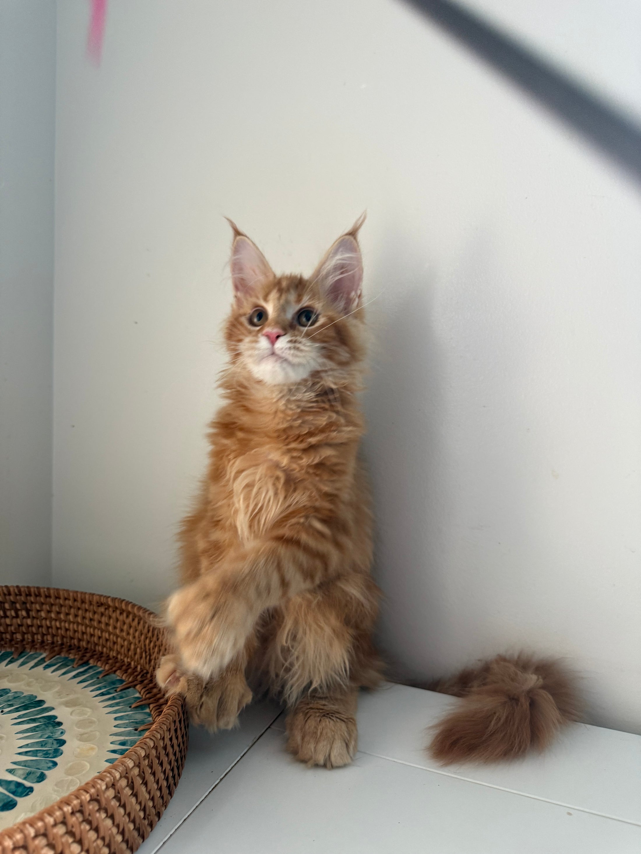 Red Maine Coon polydactyl female / Located in Ottawa area