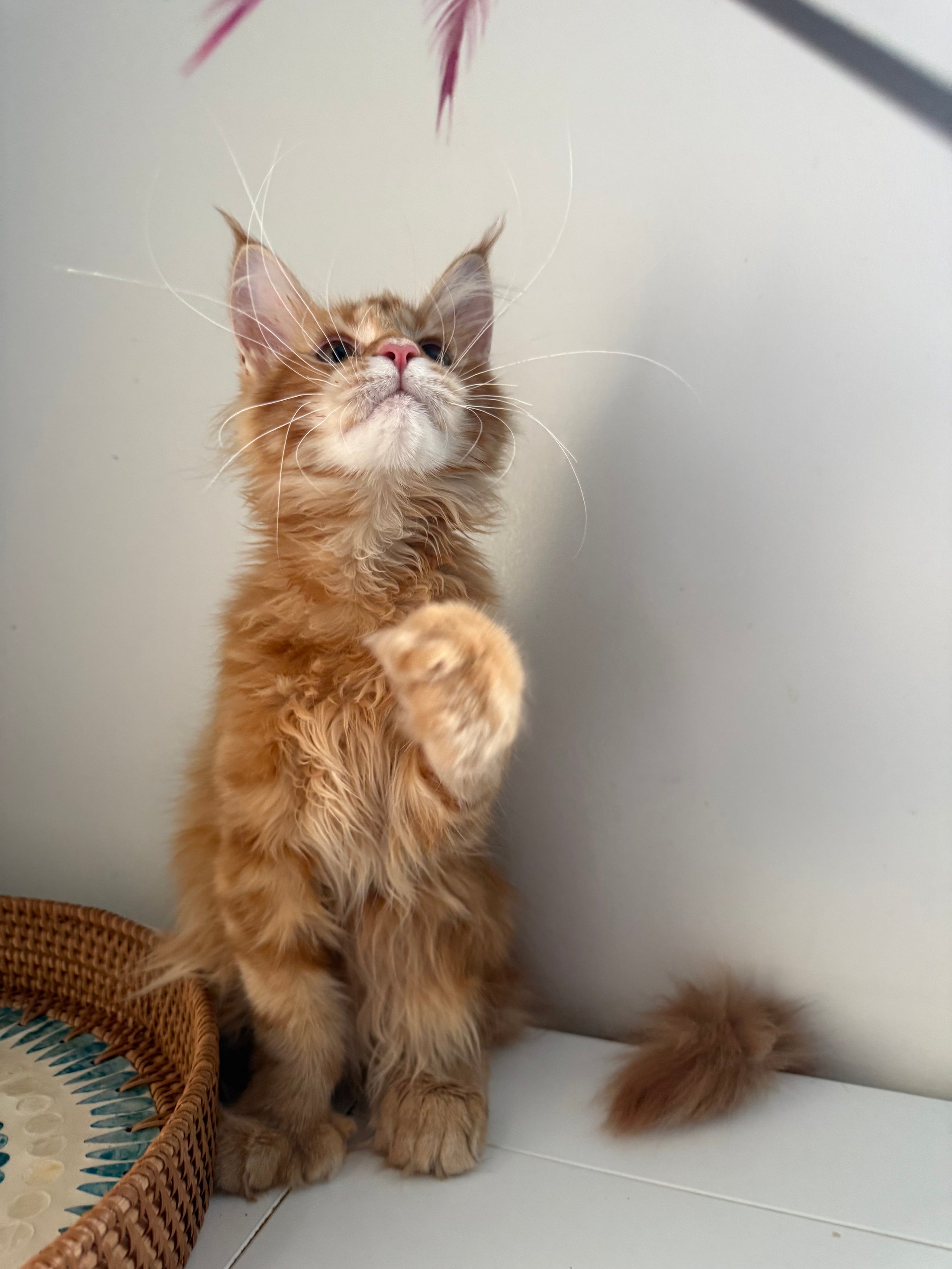 Red Maine Coon polydactyl female / Located in Ottawa area