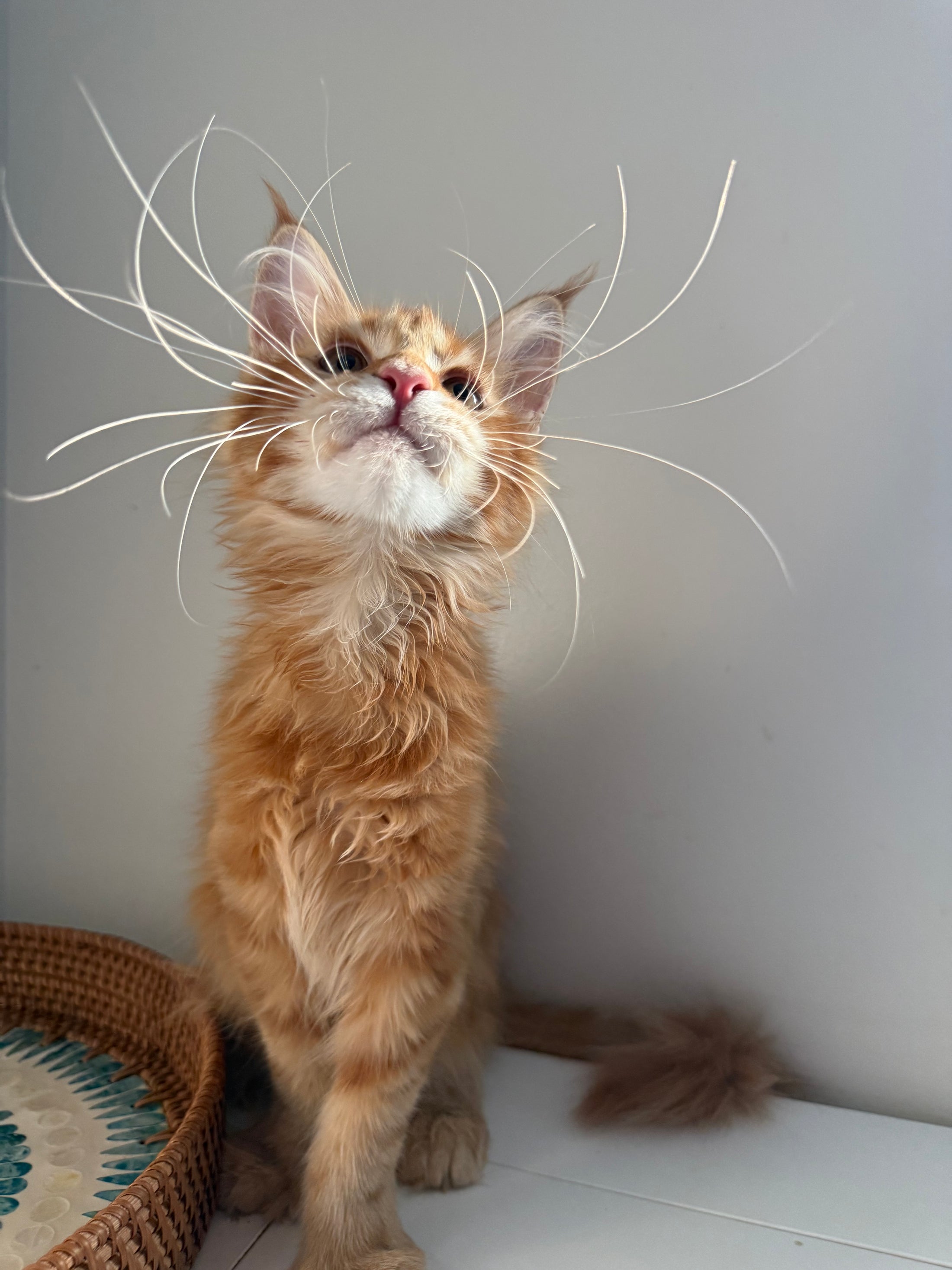 Red Maine Coon polydactyl female / Located in Ottawa area