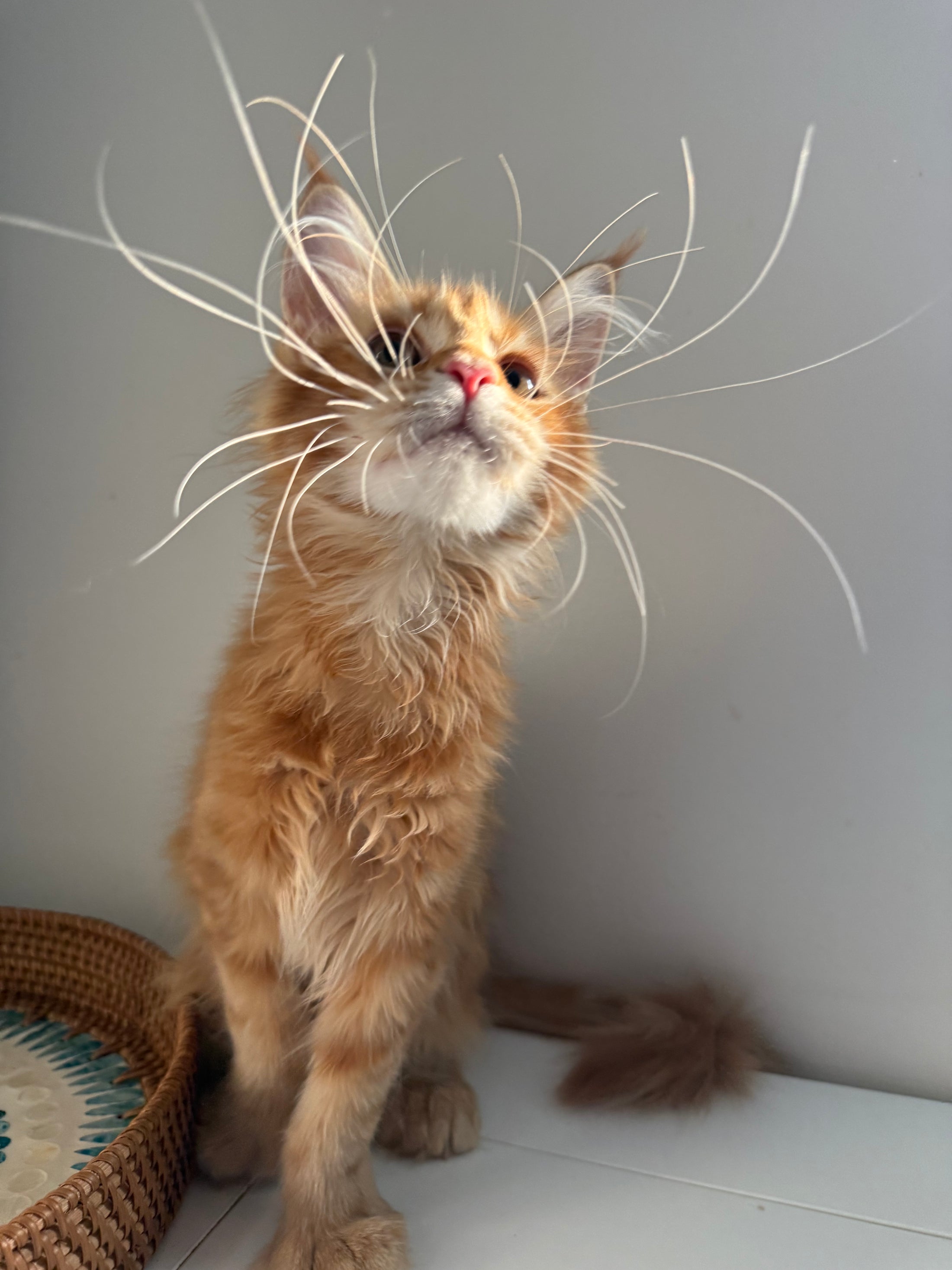 Red Maine Coon polydactyl female / Located in Ottawa area