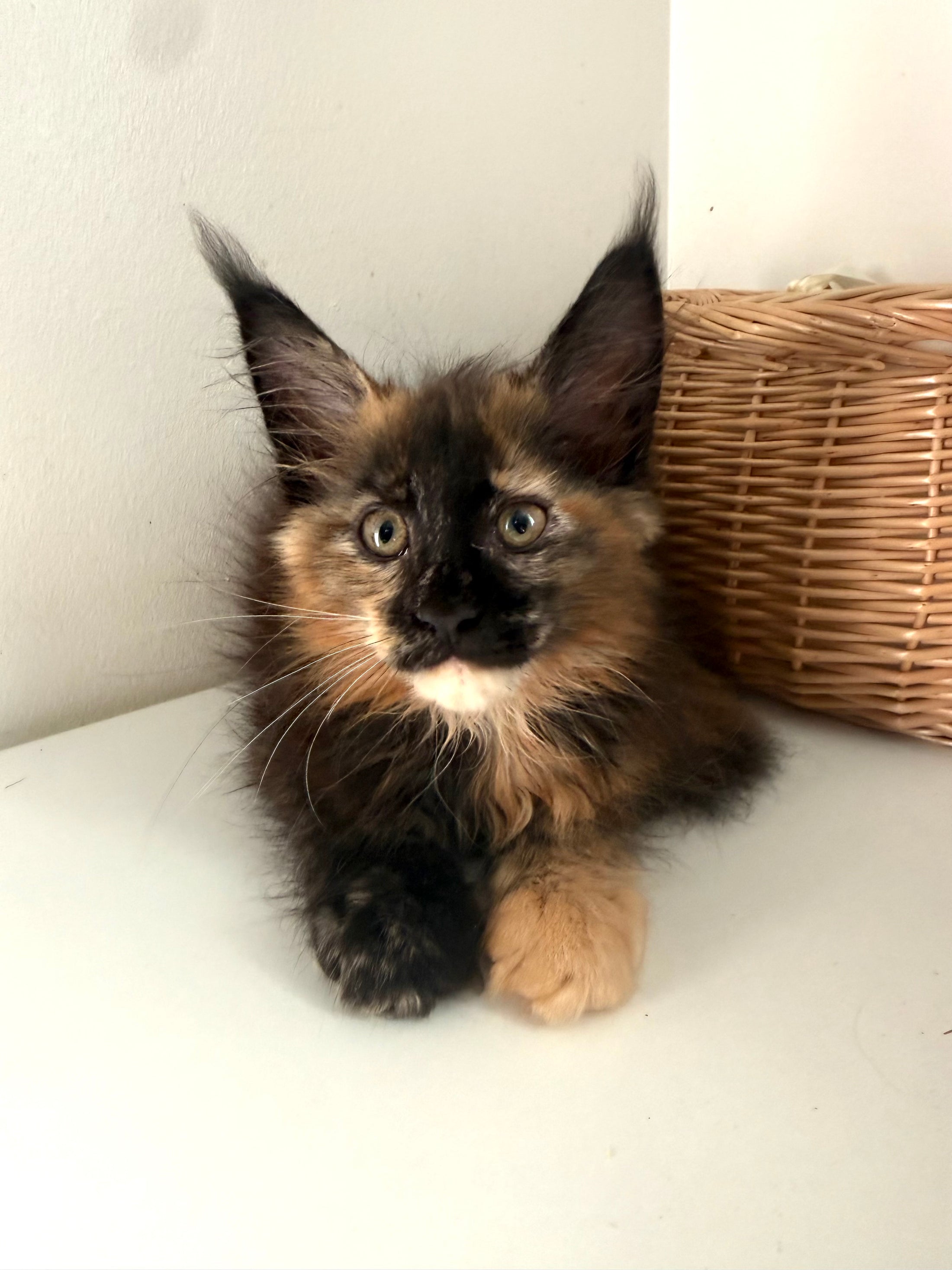 Black Torbie Maine Coon female 5 / Located in Ottawa area