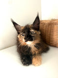 Load image into Gallery viewer, Black Torbie Maine Coon female 5 / Located in Ottawa area

