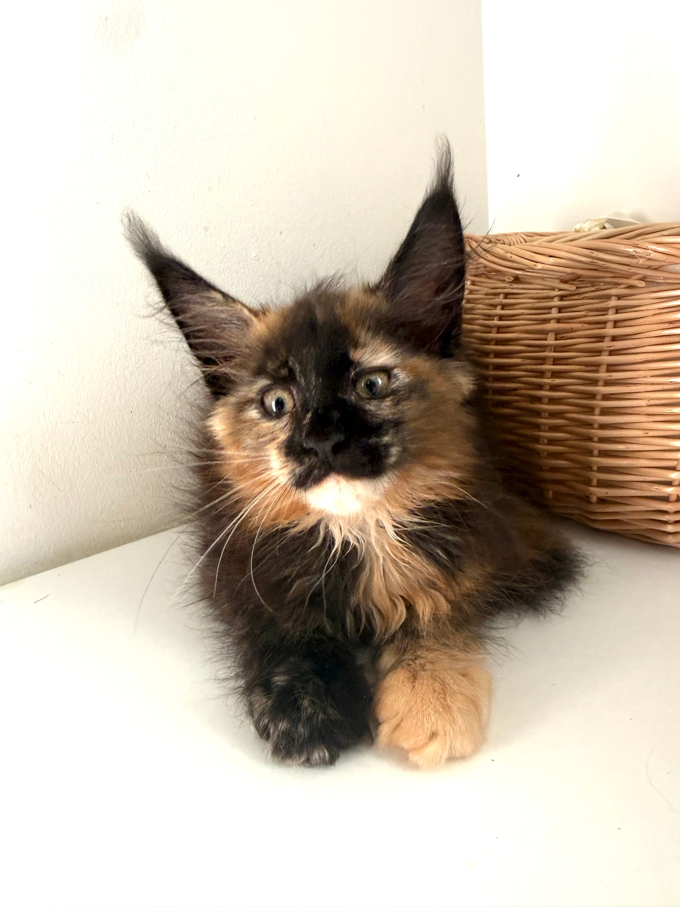 Black Torbie Maine Coon female 5 / Located in Ottawa area