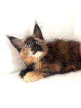 Load image into Gallery viewer, Black Torbie Maine Coon female 5 / Located in Ottawa area
