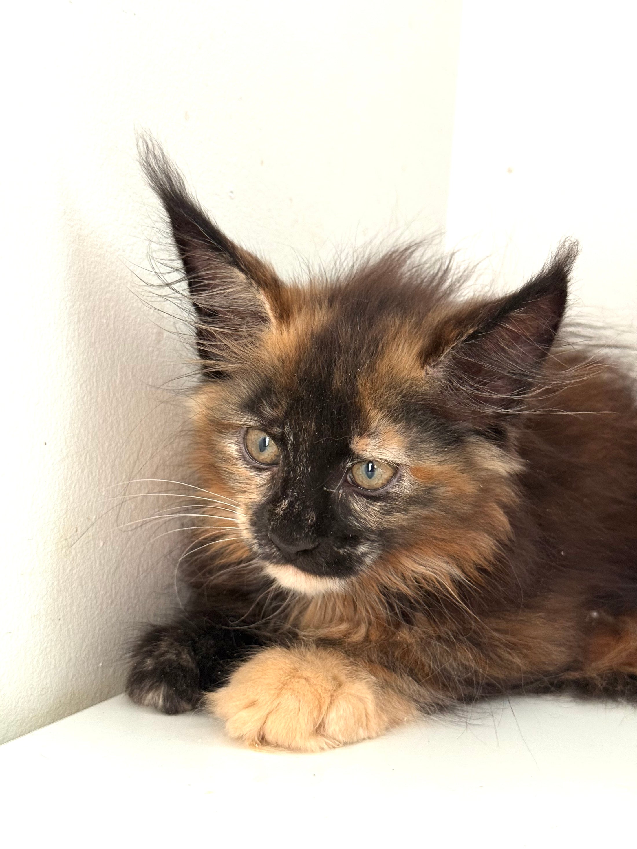 Black Torbie Maine Coon female 5 / Located in Ottawa area