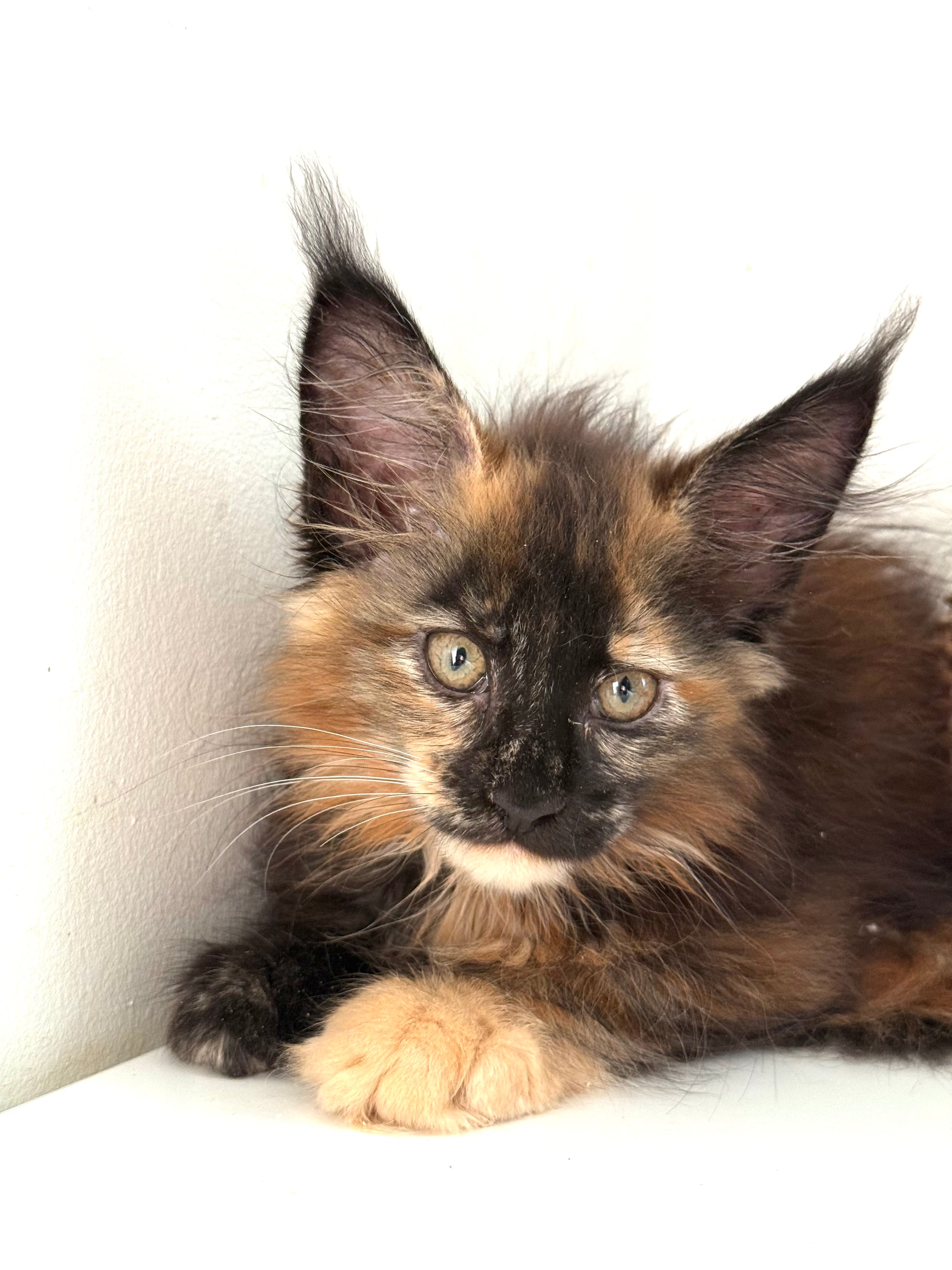 Black Torbie Maine Coon female 5 / Located in Ottawa area