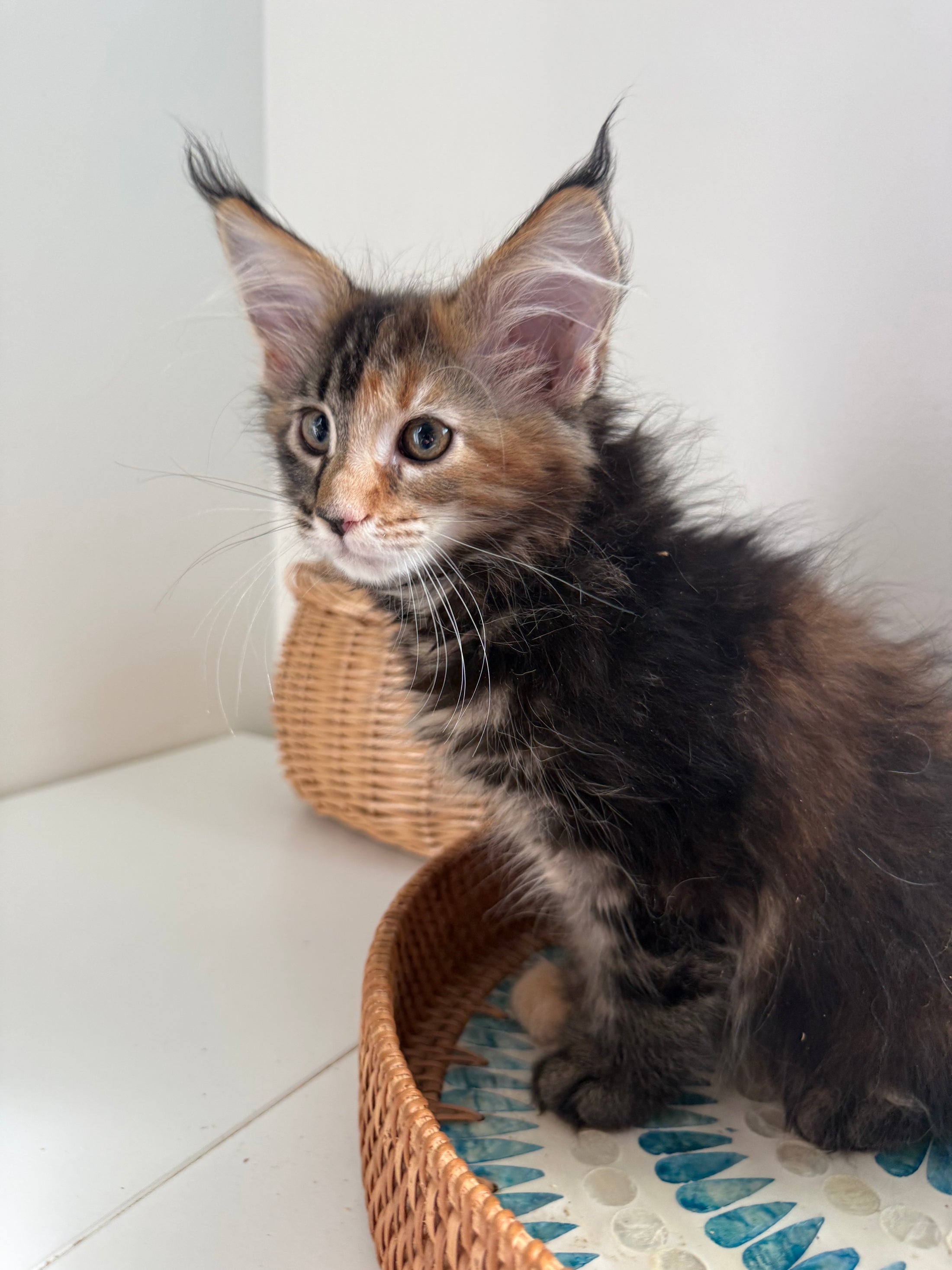 Black Tortie Maine Coon female 4 / Located in Ottawa area