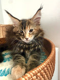 Load image into Gallery viewer, Black Tortie Maine Coon female 4 / Located in Ottawa area
