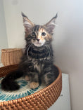 Load image into Gallery viewer, Black Tortie Maine Coon female 4 / Located in Ottawa area
