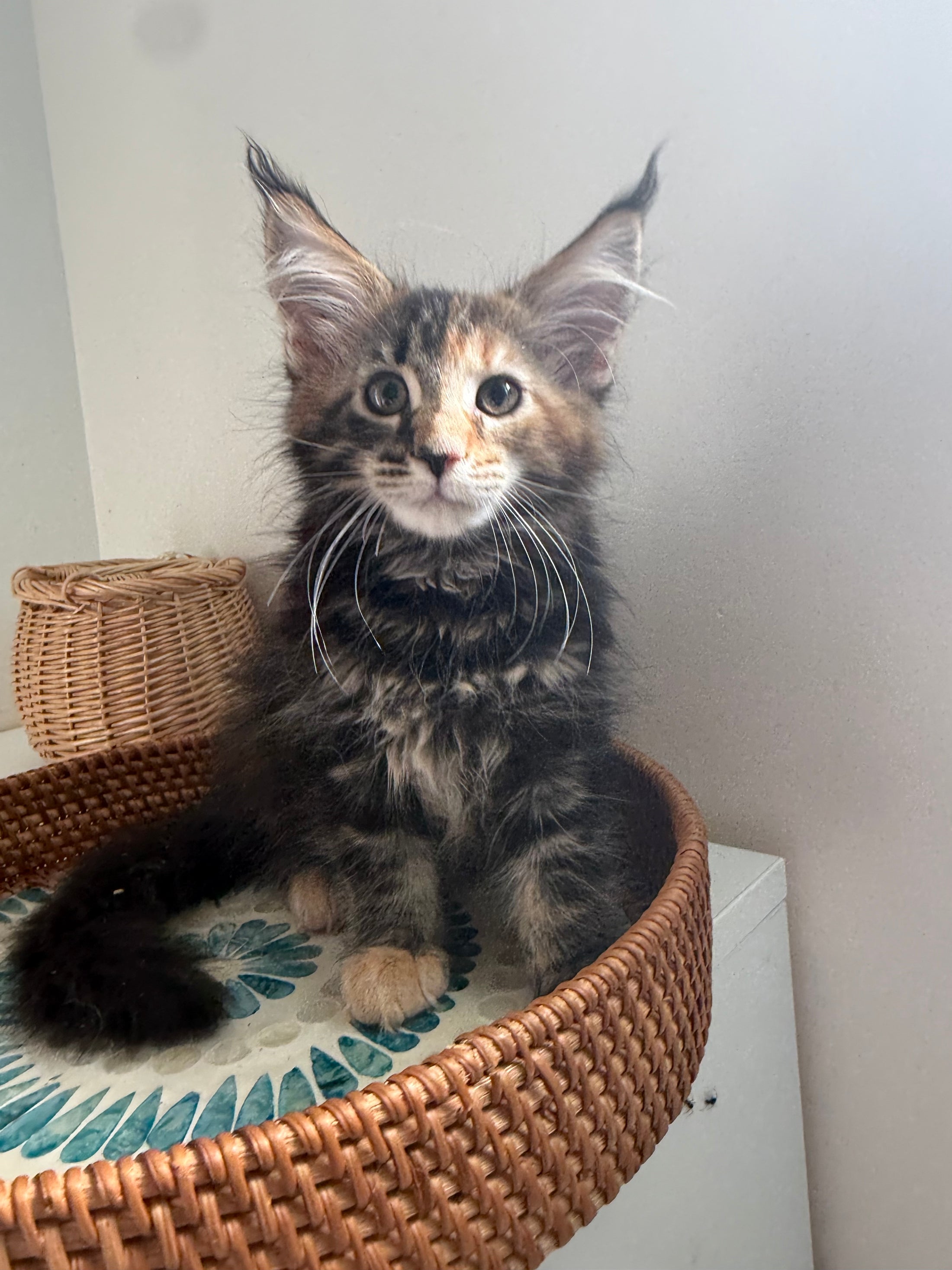 Black Tortie Maine Coon female 4 / Located in Ottawa area