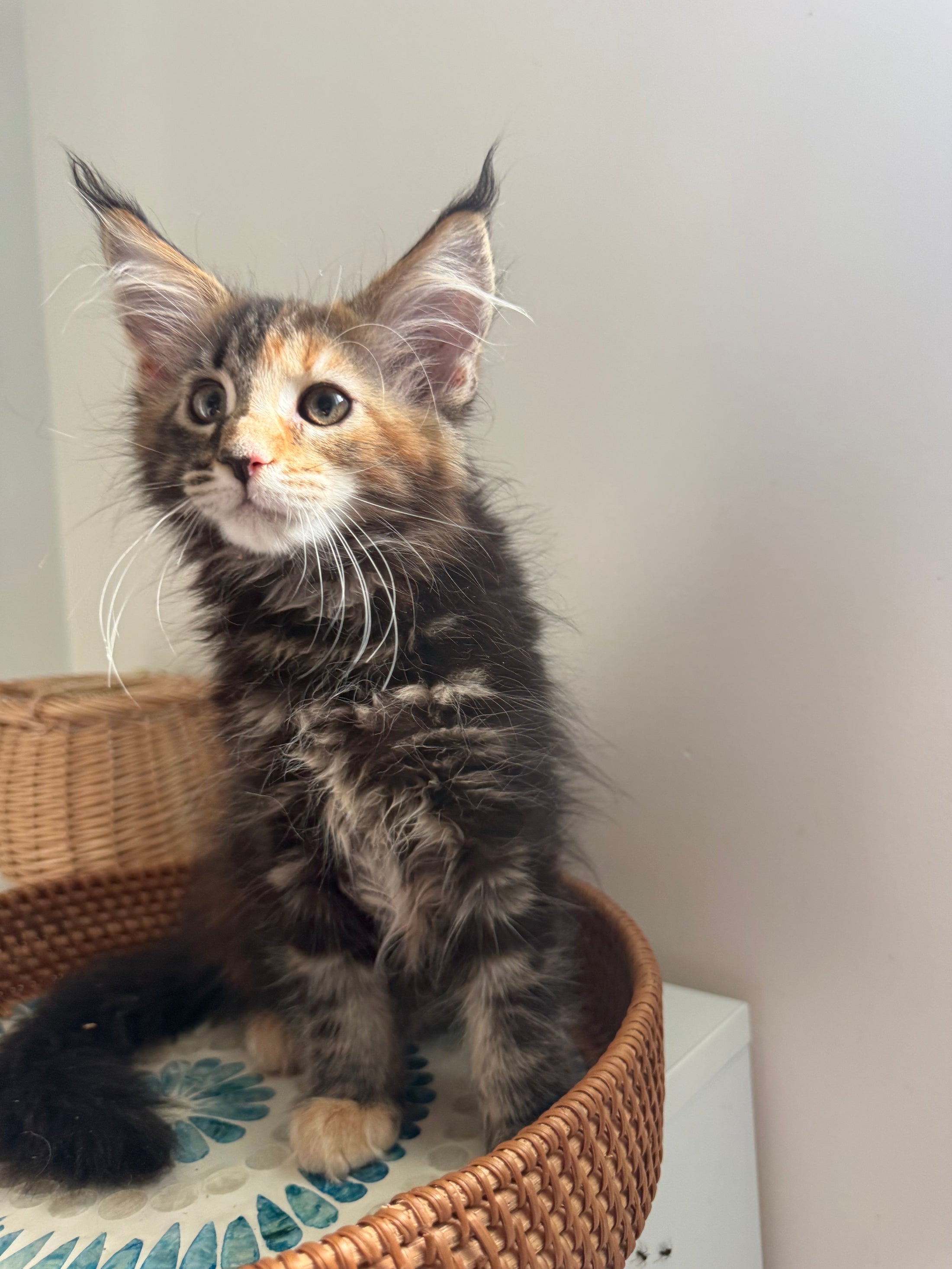 Black Tortie Maine Coon female 4 / Located in Ottawa area