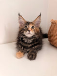 Load image into Gallery viewer, Black Tortie Maine Coon female 4 / Located in Ottawa area
