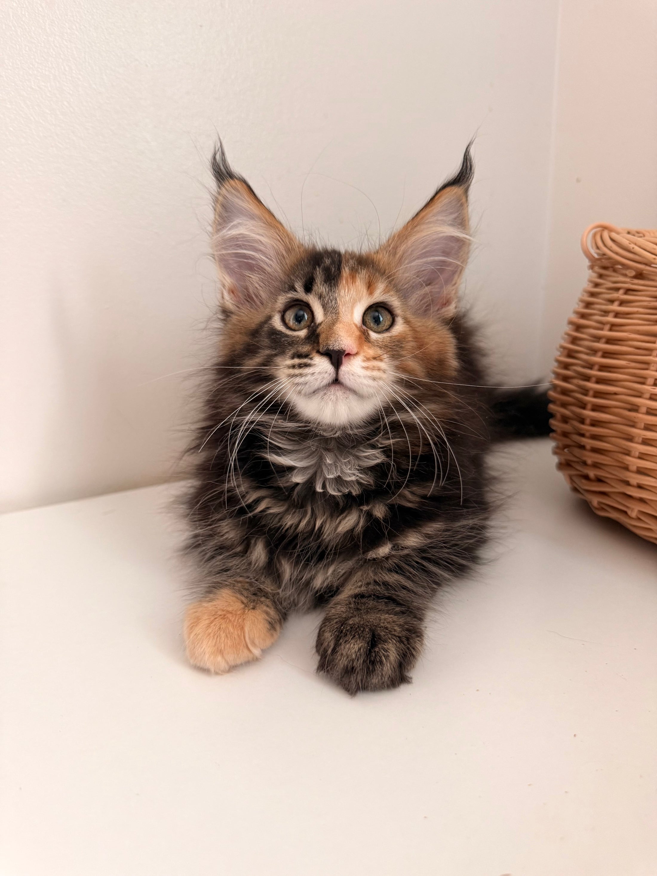 Black Tortie Maine Coon female 4 / Located in Ottawa area