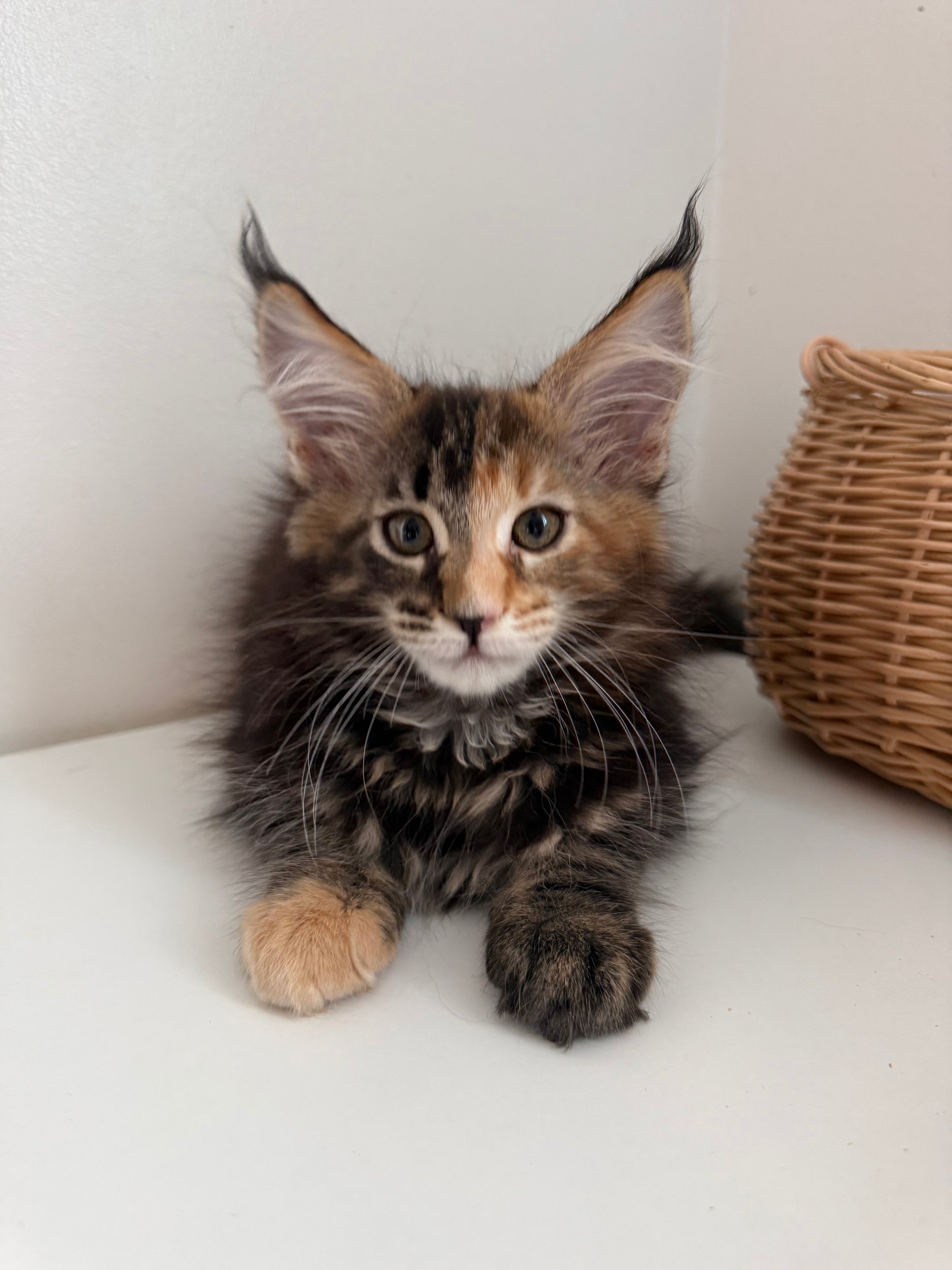 Black Tortie Maine Coon female 4 / Located in Ottawa area