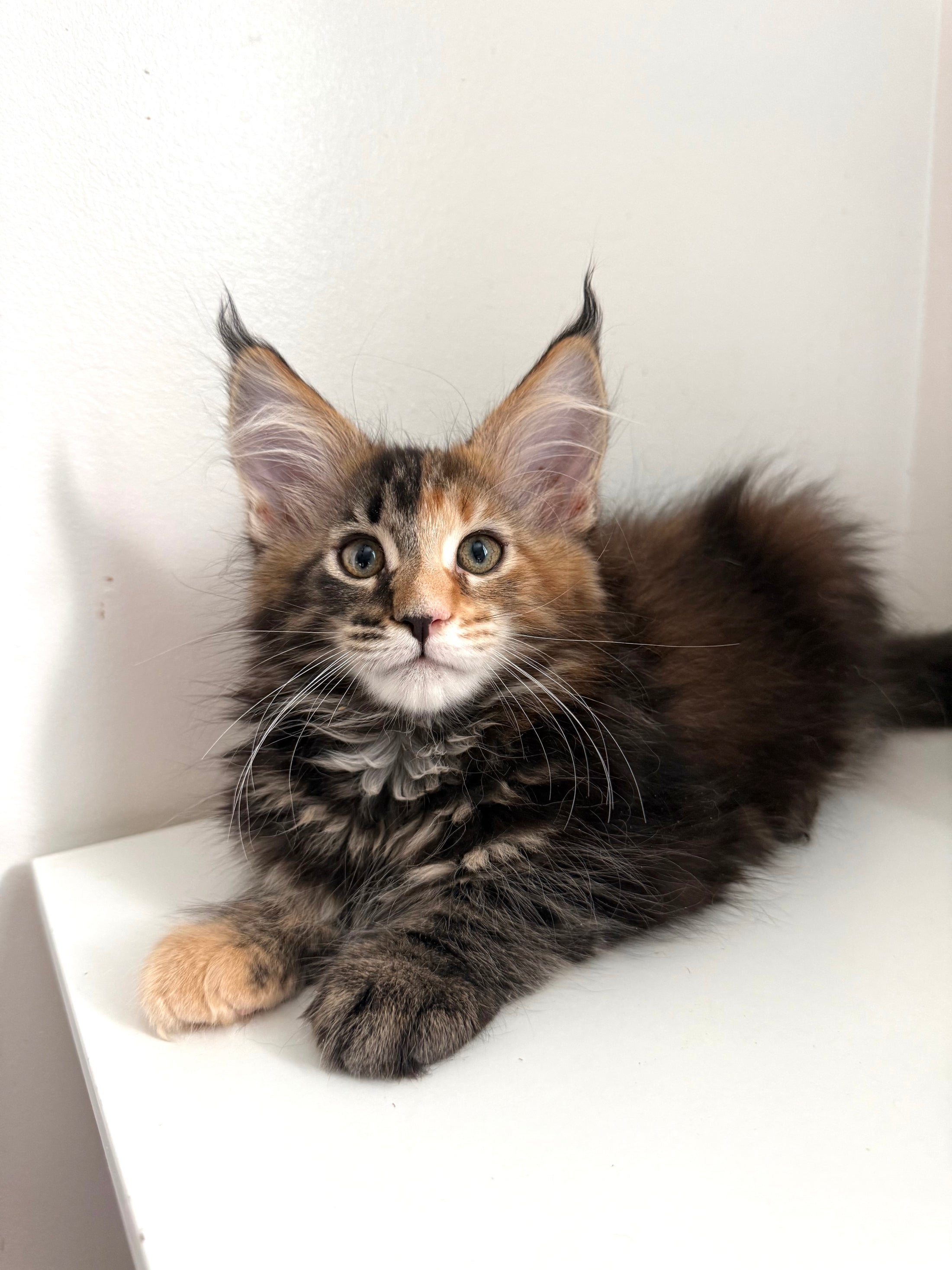Black Tortie Maine Coon female 4 / Located in Ottawa area