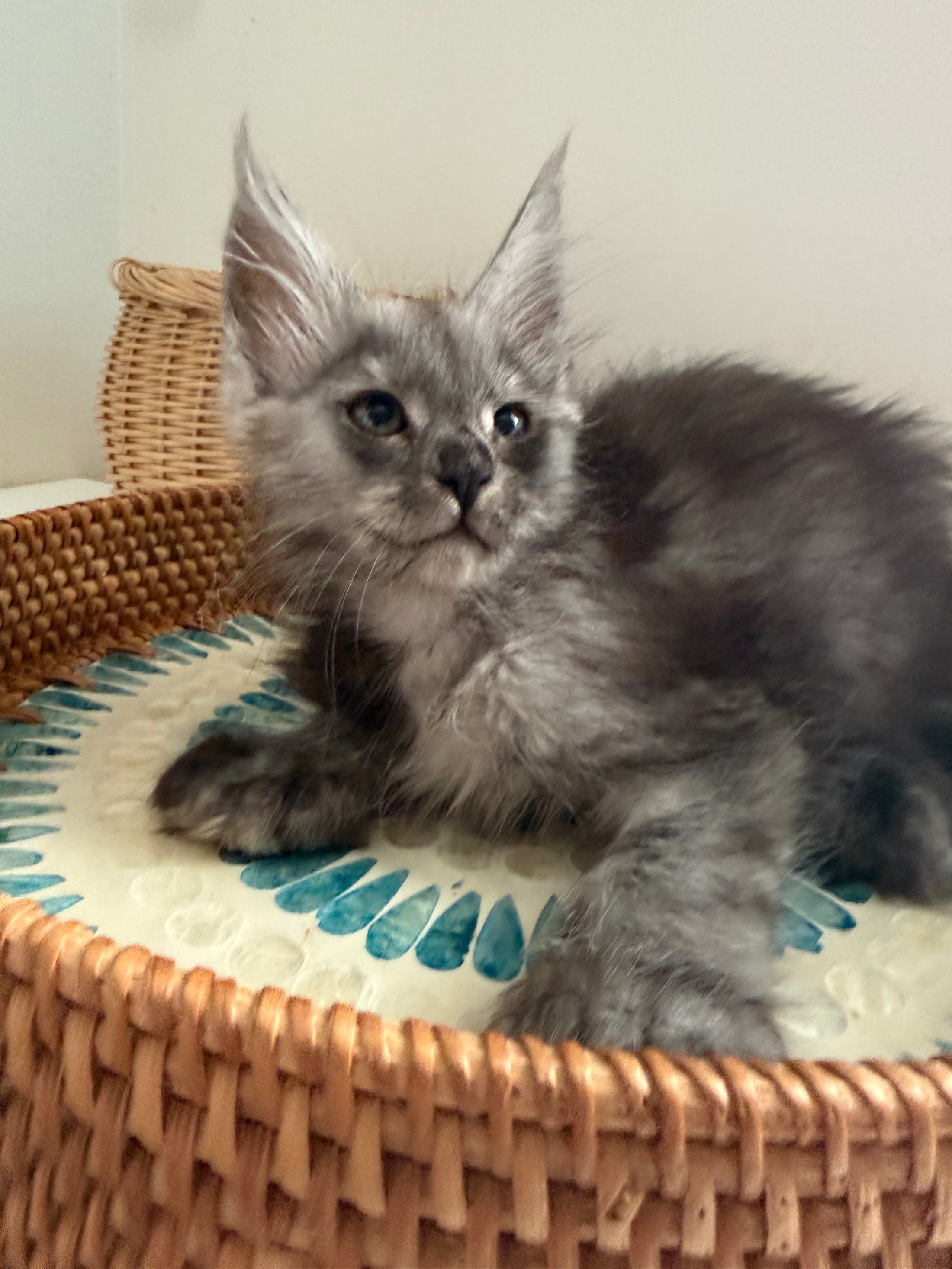 Black Smoke Maine Coon polydactyl female / Located in Ottawa area