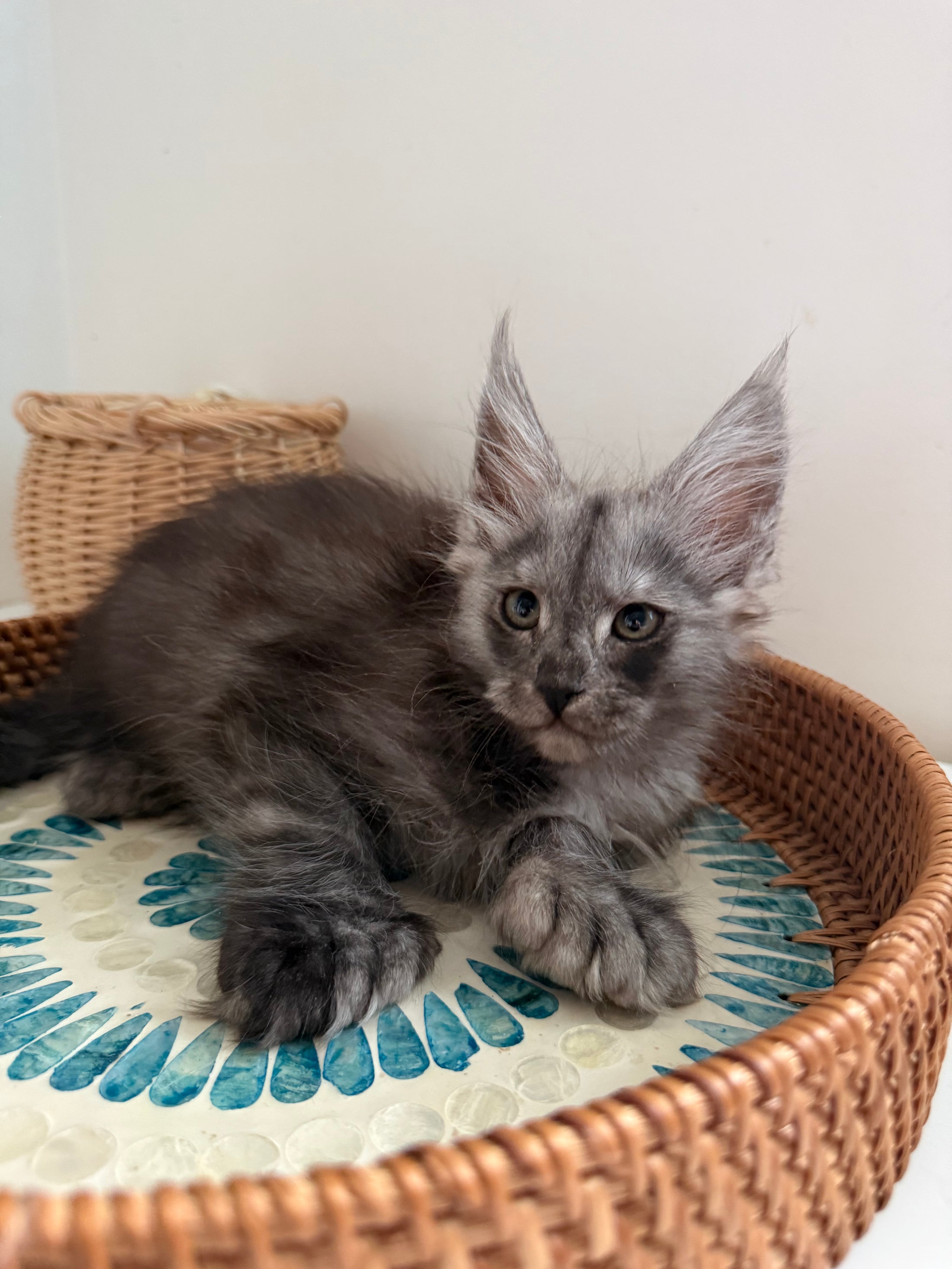 Black Smoke Maine Coon polydactyl female / Located in Ottawa area