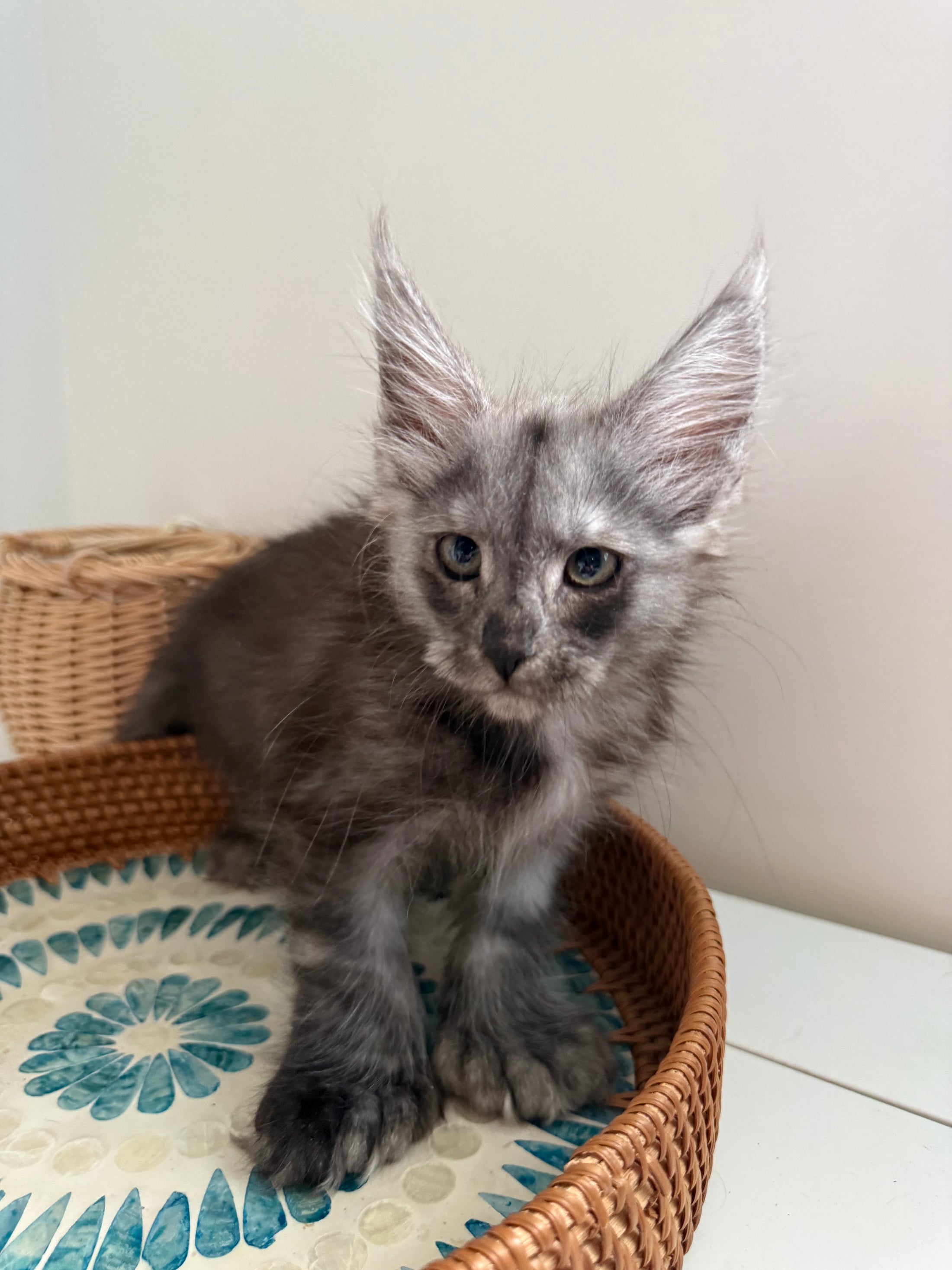 Black Smoke Maine Coon polydactyl female / Located in Ottawa area