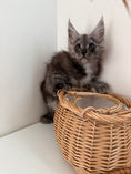 Load image into Gallery viewer, Black Smoke Maine Coon polydactyl female / Located in Ottawa area
