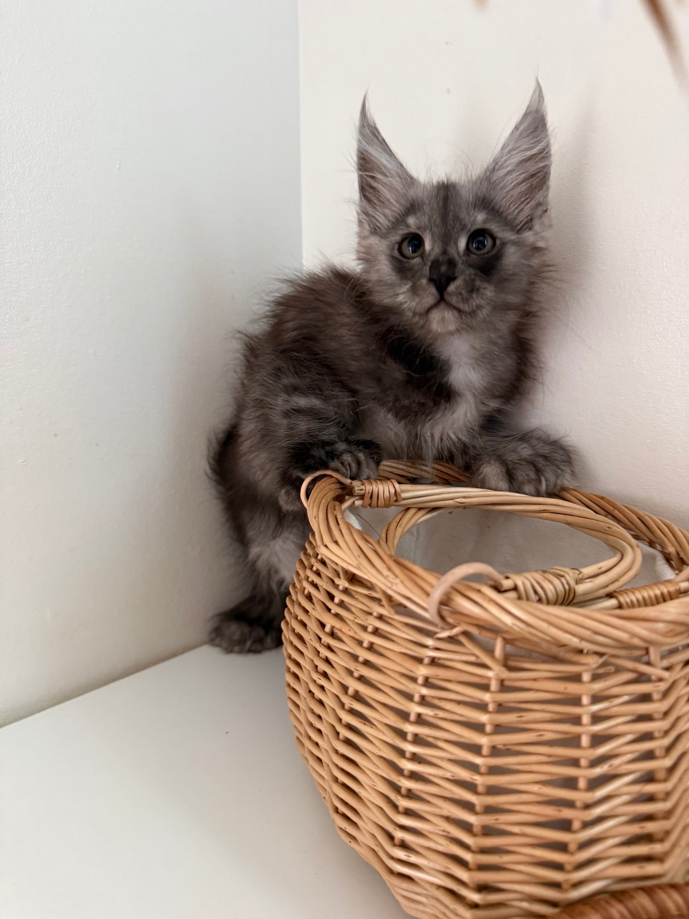 Black Smoke Maine Coon polydactyl female / Located in Ottawa area
