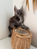 Load image into Gallery viewer, Black Smoke Maine Coon polydactyl female / Located in Ottawa area
