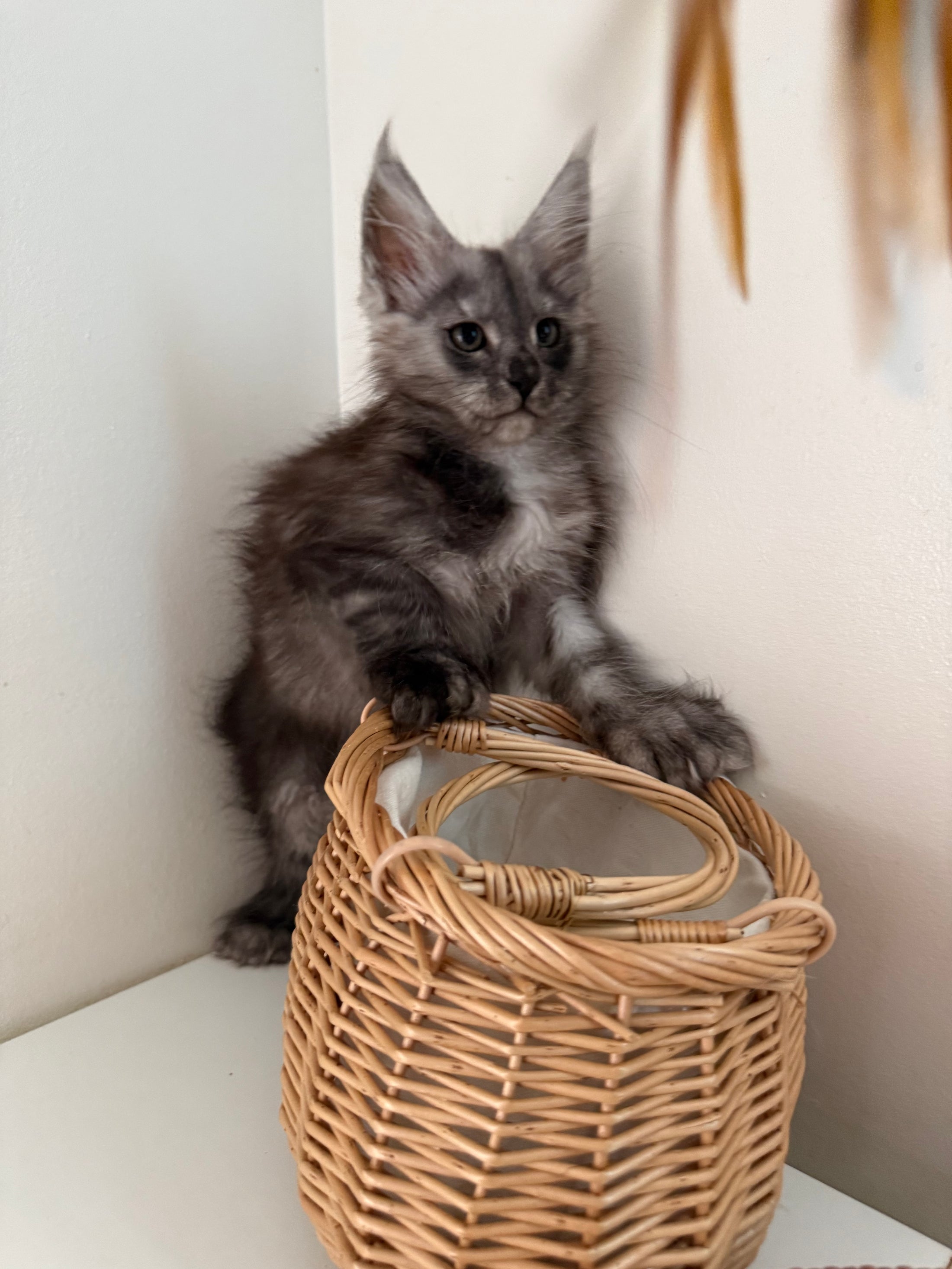 Black Smoke Maine Coon polydactyl female / Located in Ottawa area