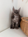 Load image into Gallery viewer, Black Smoke Maine Coon polydactyl female / Located in Ottawa area
