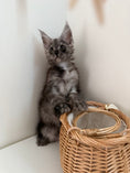 Load image into Gallery viewer, Black Smoke Maine Coon polydactyl female / Located in Ottawa area
