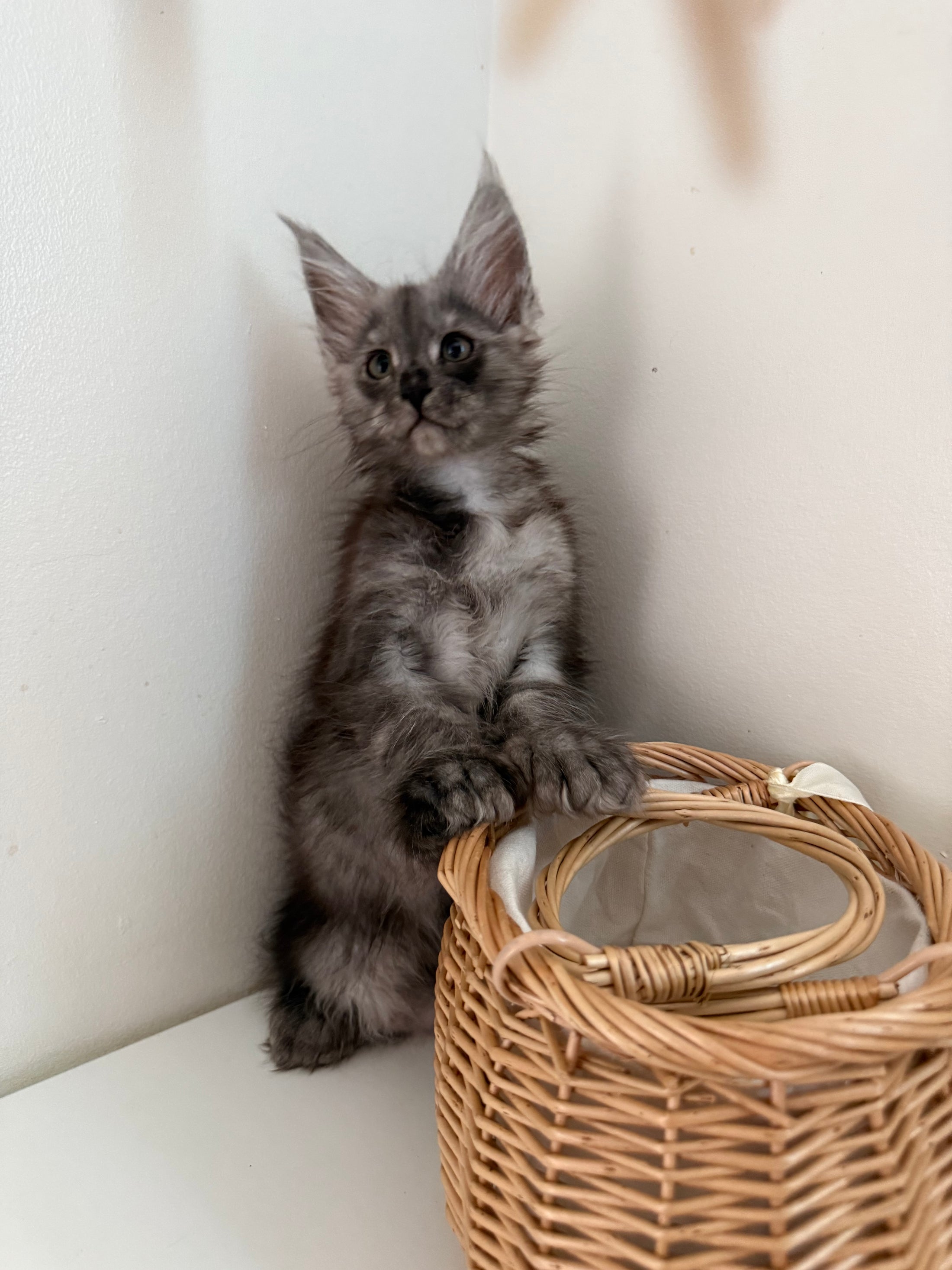 Black Smoke Maine Coon polydactyl female / Located in Ottawa area